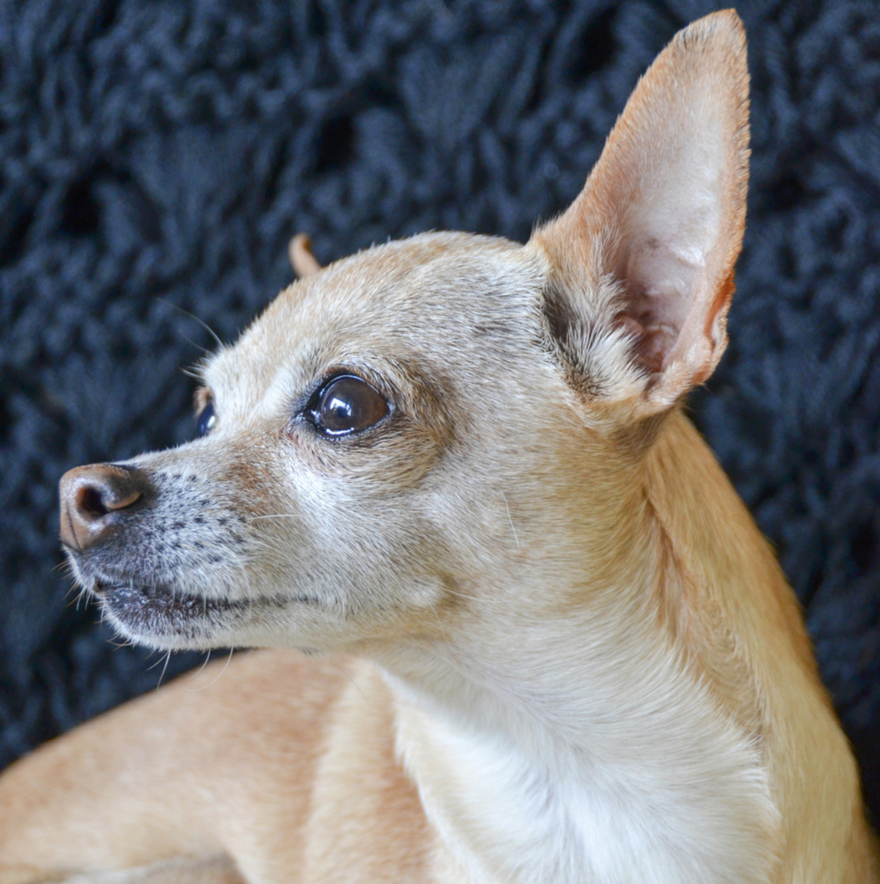 Apparently, My Chihuahua Needed a Tea Treatment
