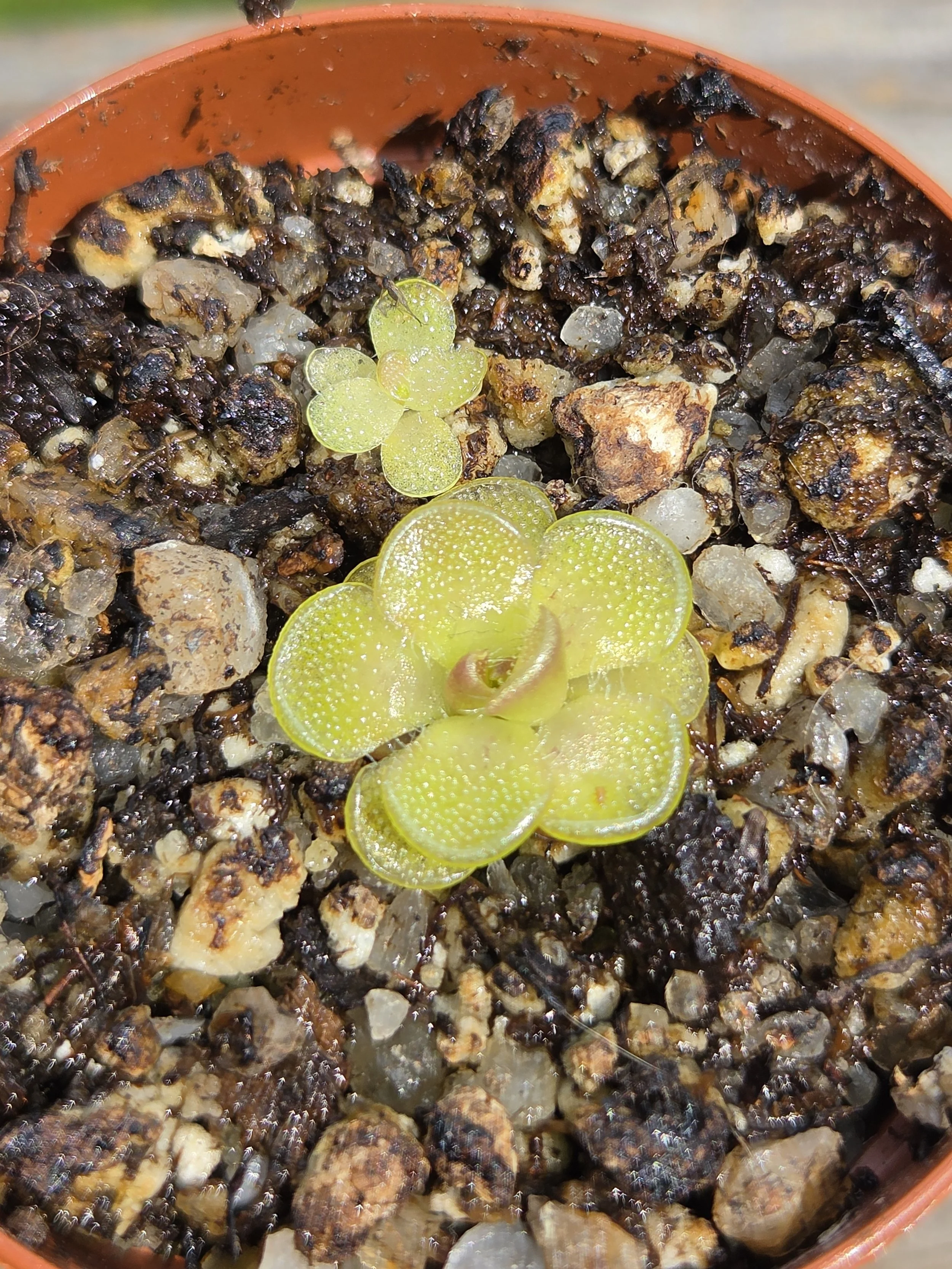 Pinguicula Kondoi