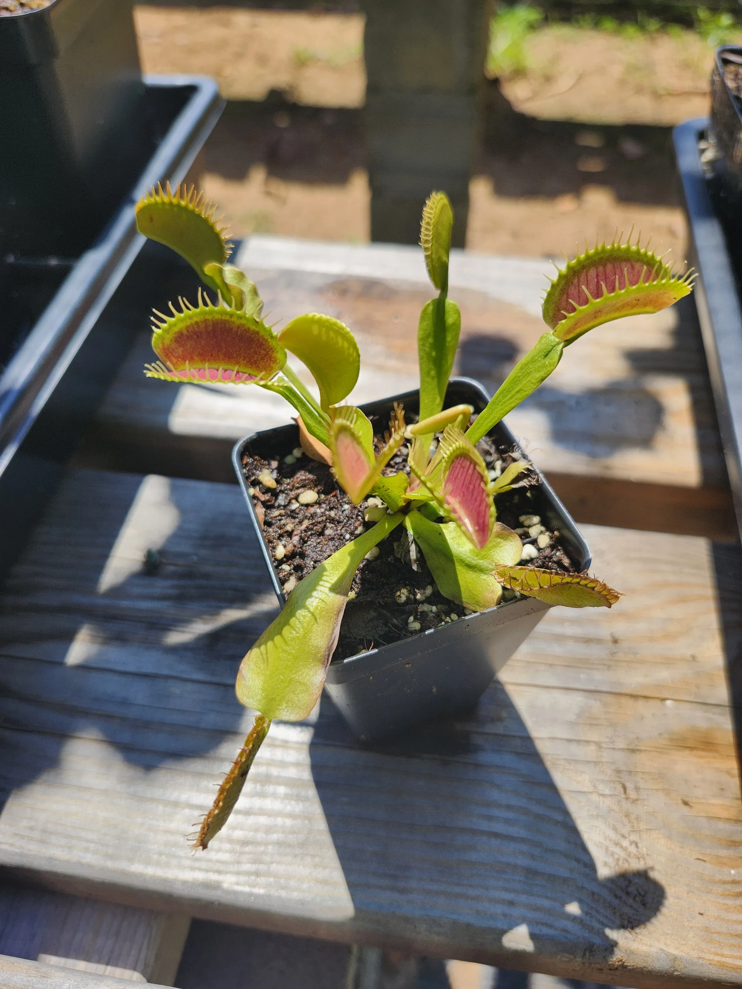Venus Flytrap 'Mammoth'