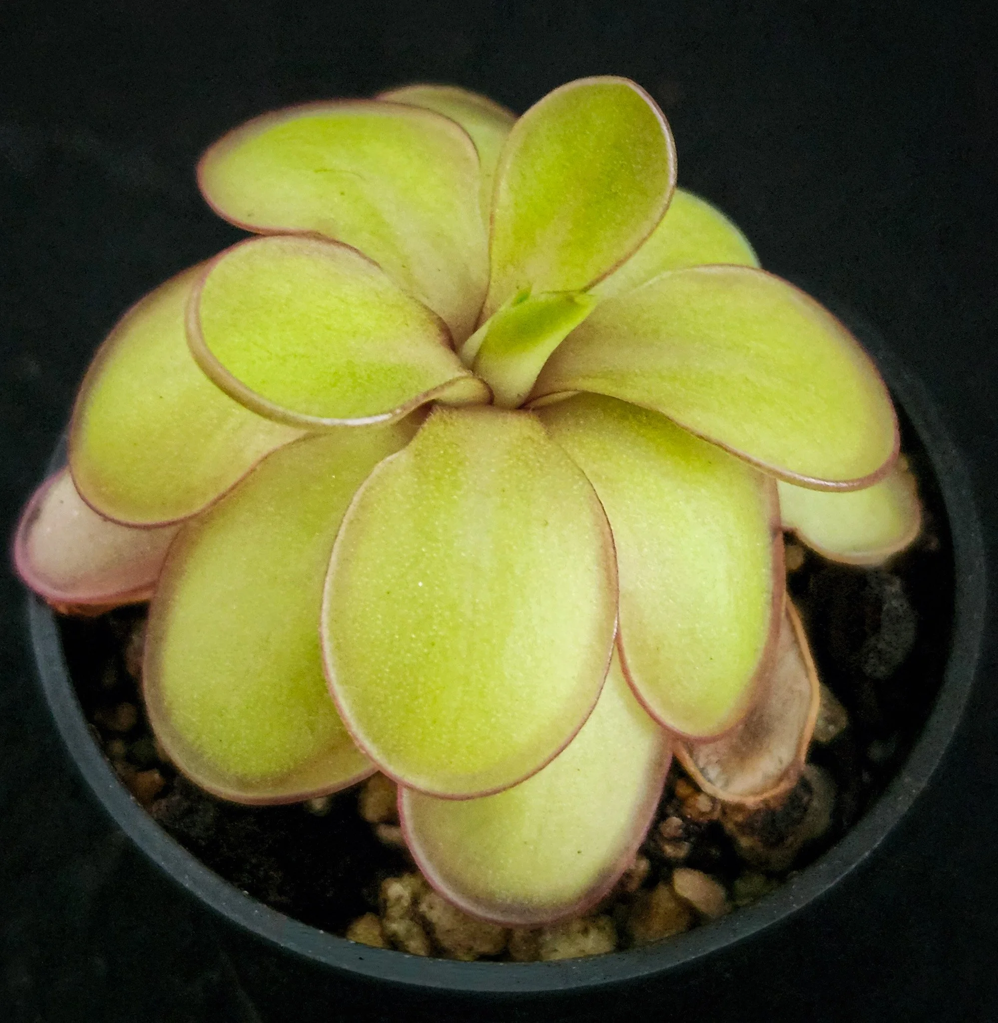 Pinguicula laueana x emarginata