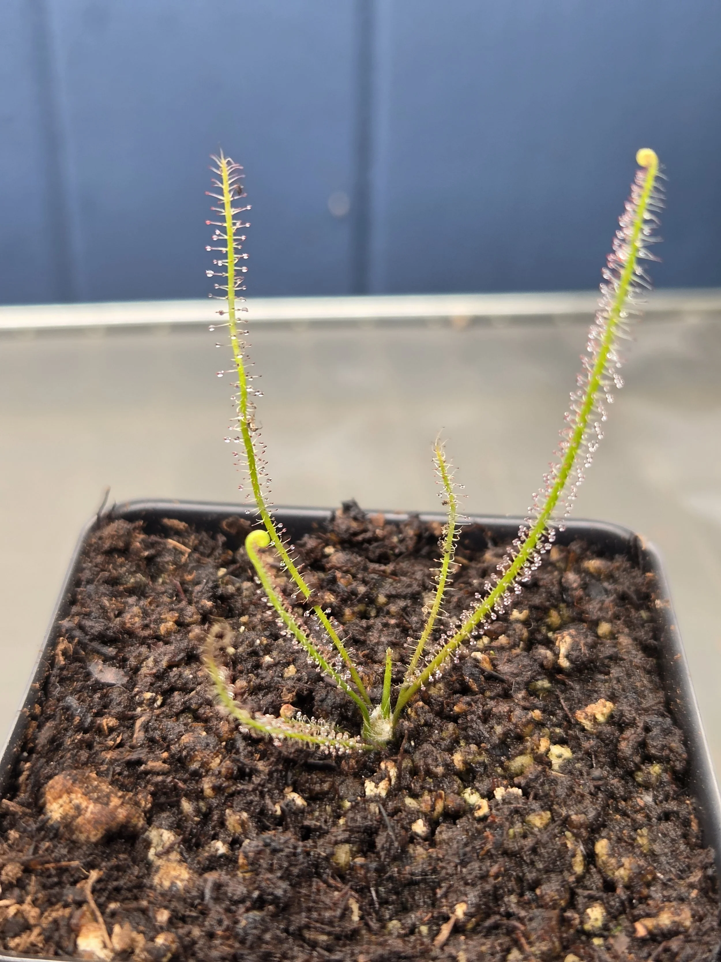 Drosera filiformis "Threadleaf Sundew" Old Dock, NC