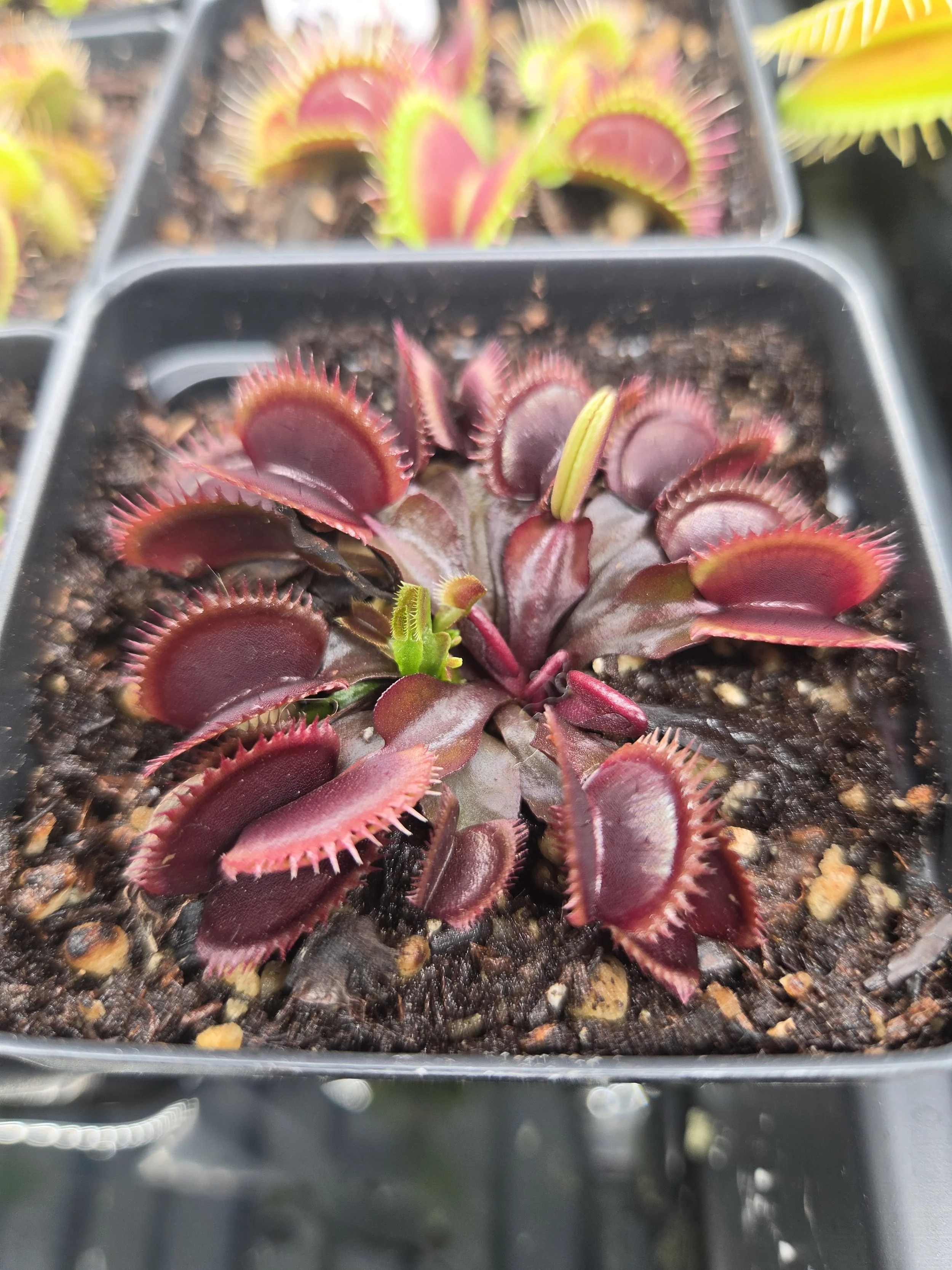 Venus Flytrap 'Red Piranha'