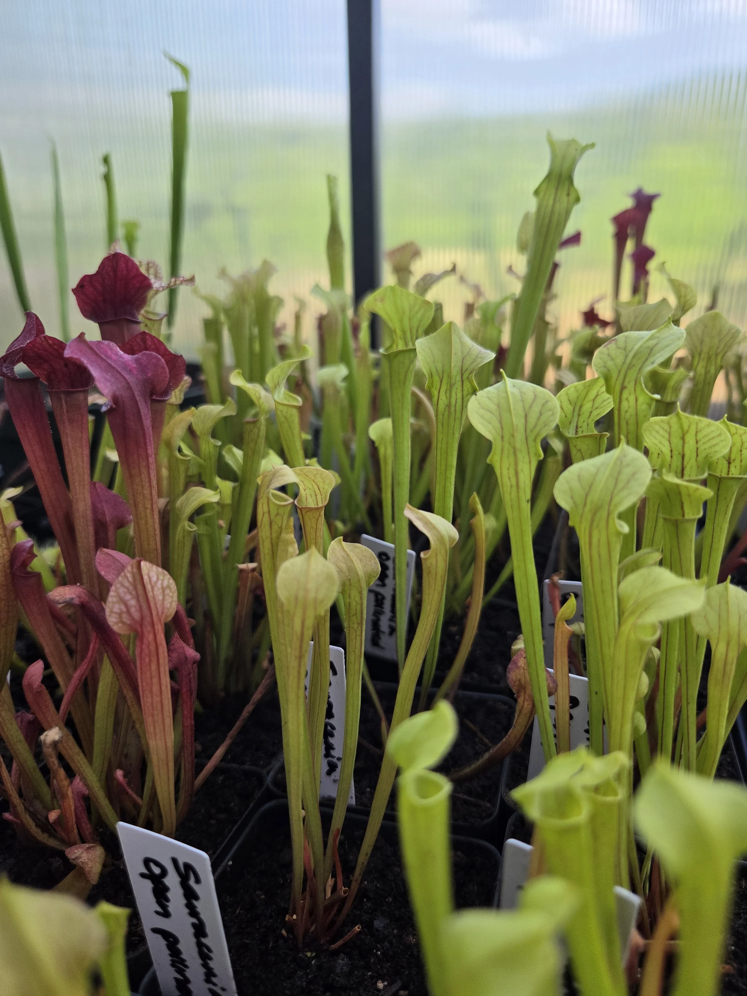 Sarracenia Hybrid (Open Pollinated)