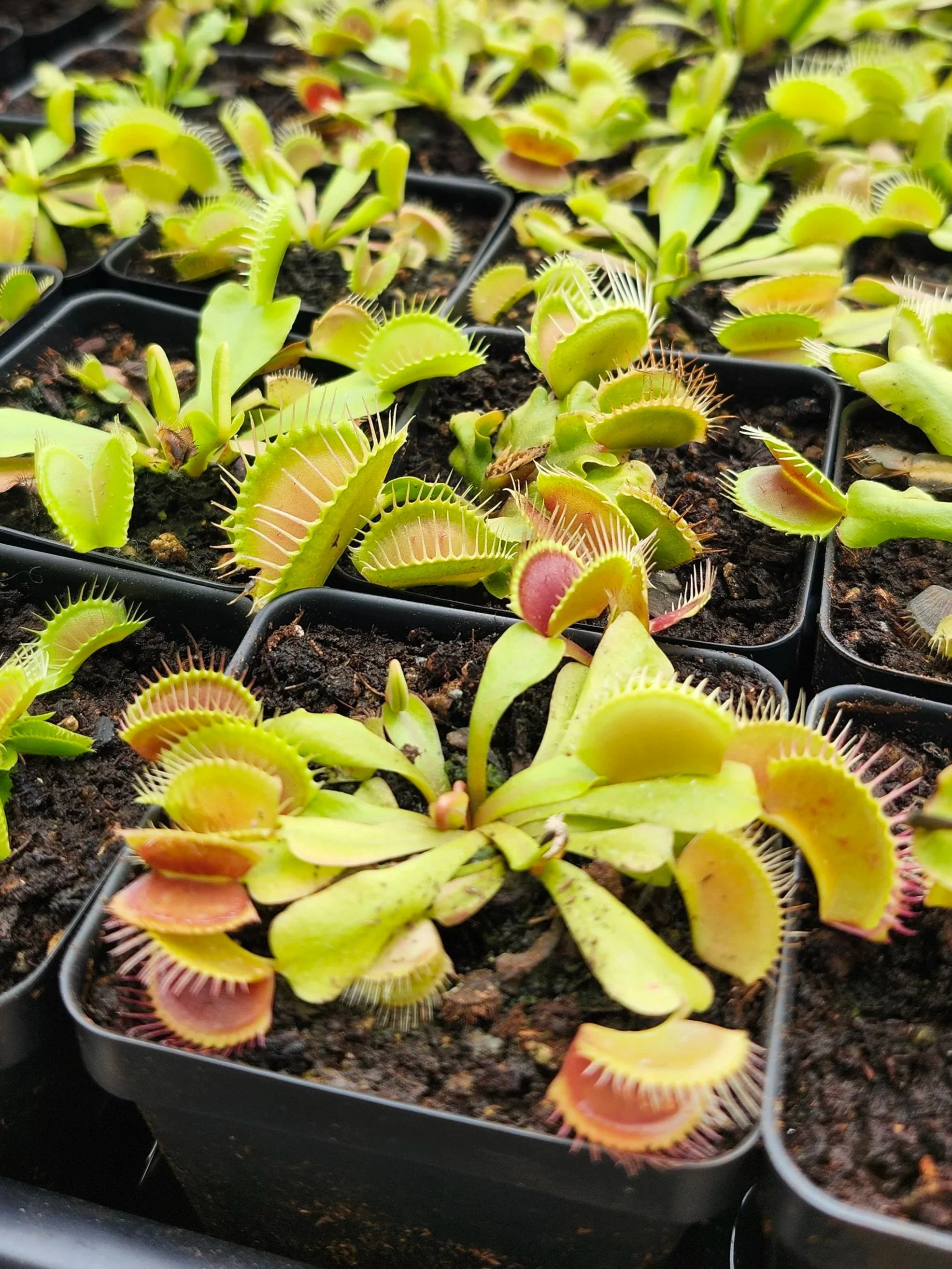 VFT+typical.jpg