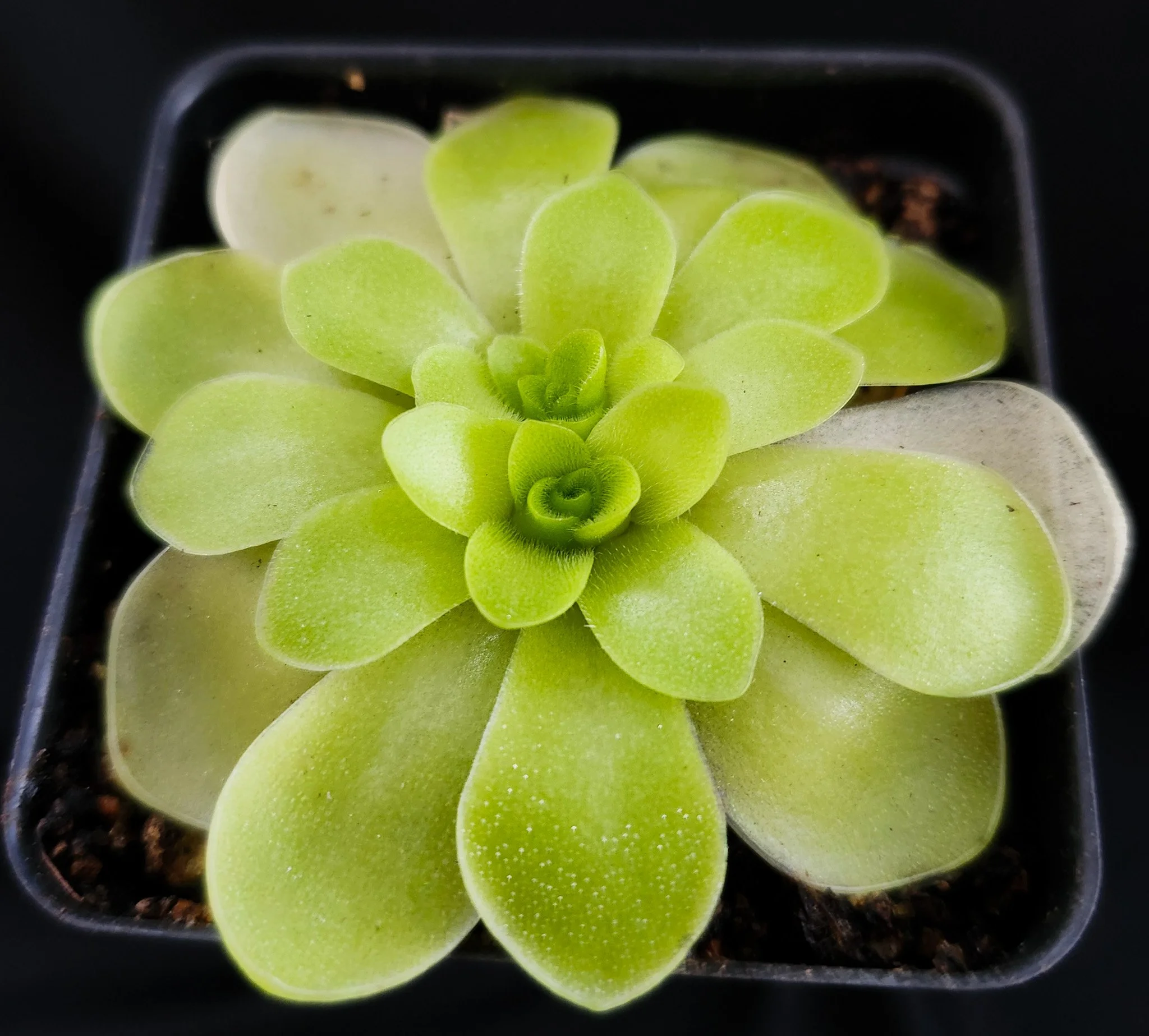 P. moranensis var. caudata x sp.jpg