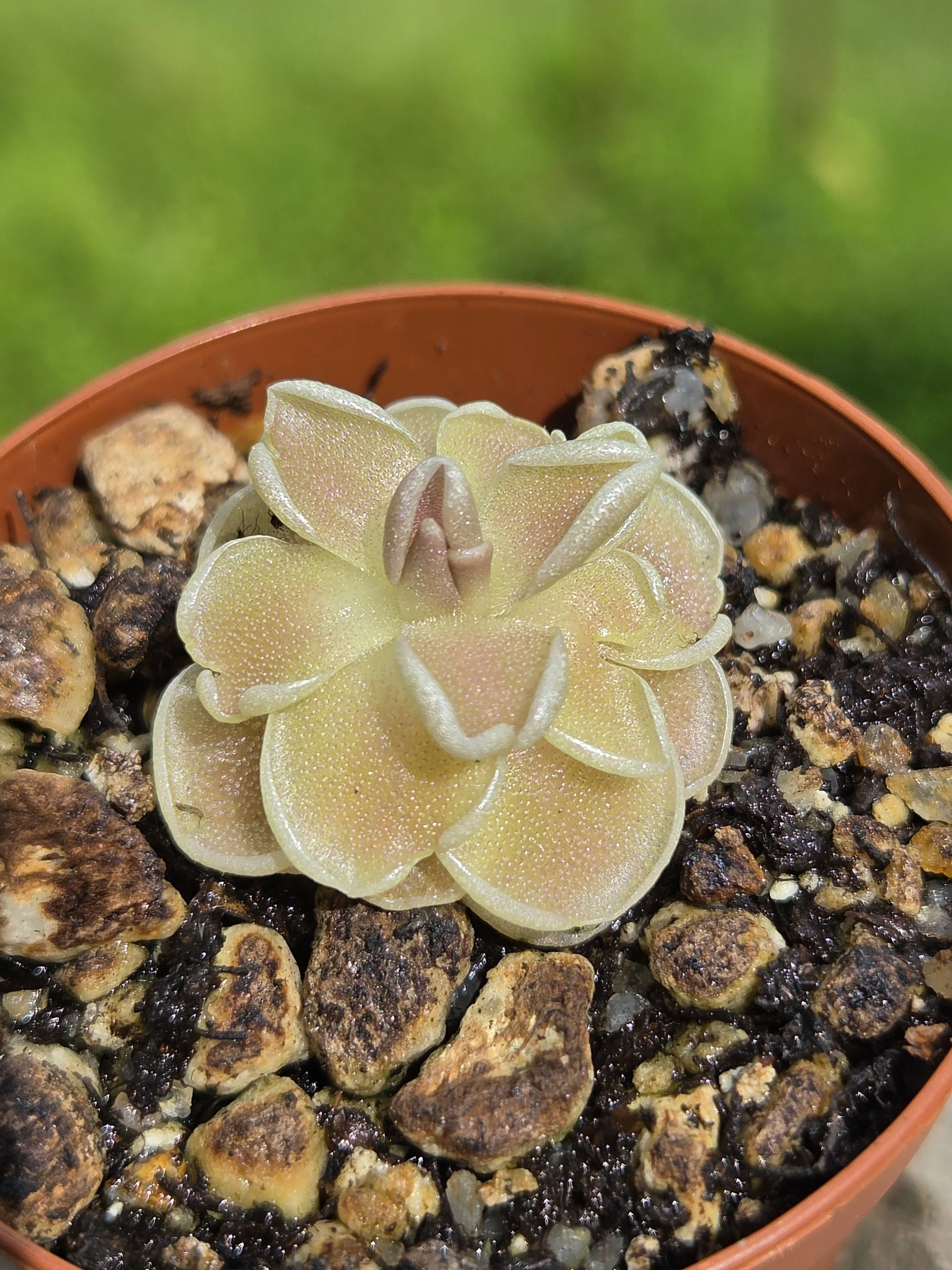 Pinguicula ehlersiae 'Cotton Candy'
