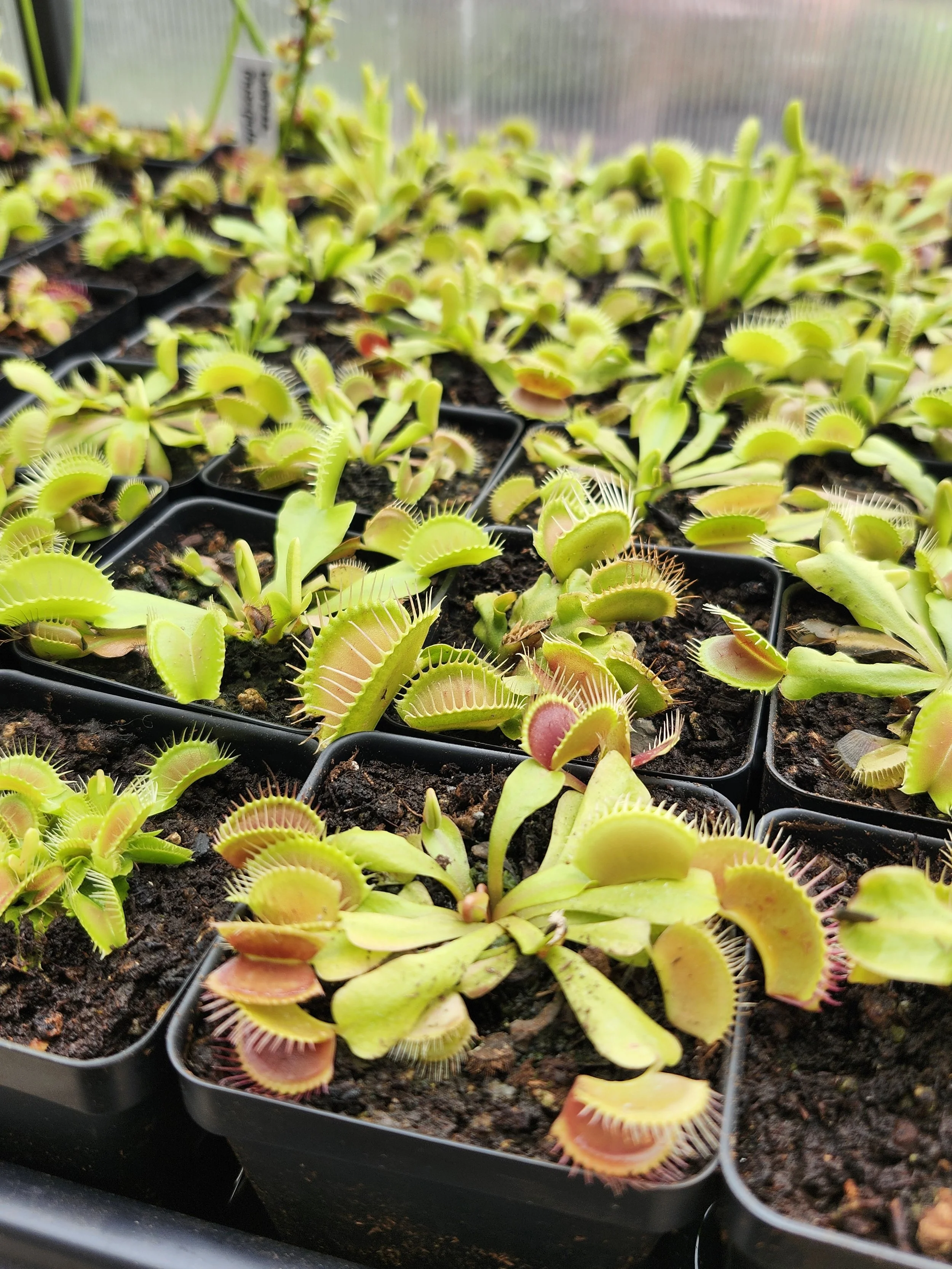 Venus Flytrap 'Typical'