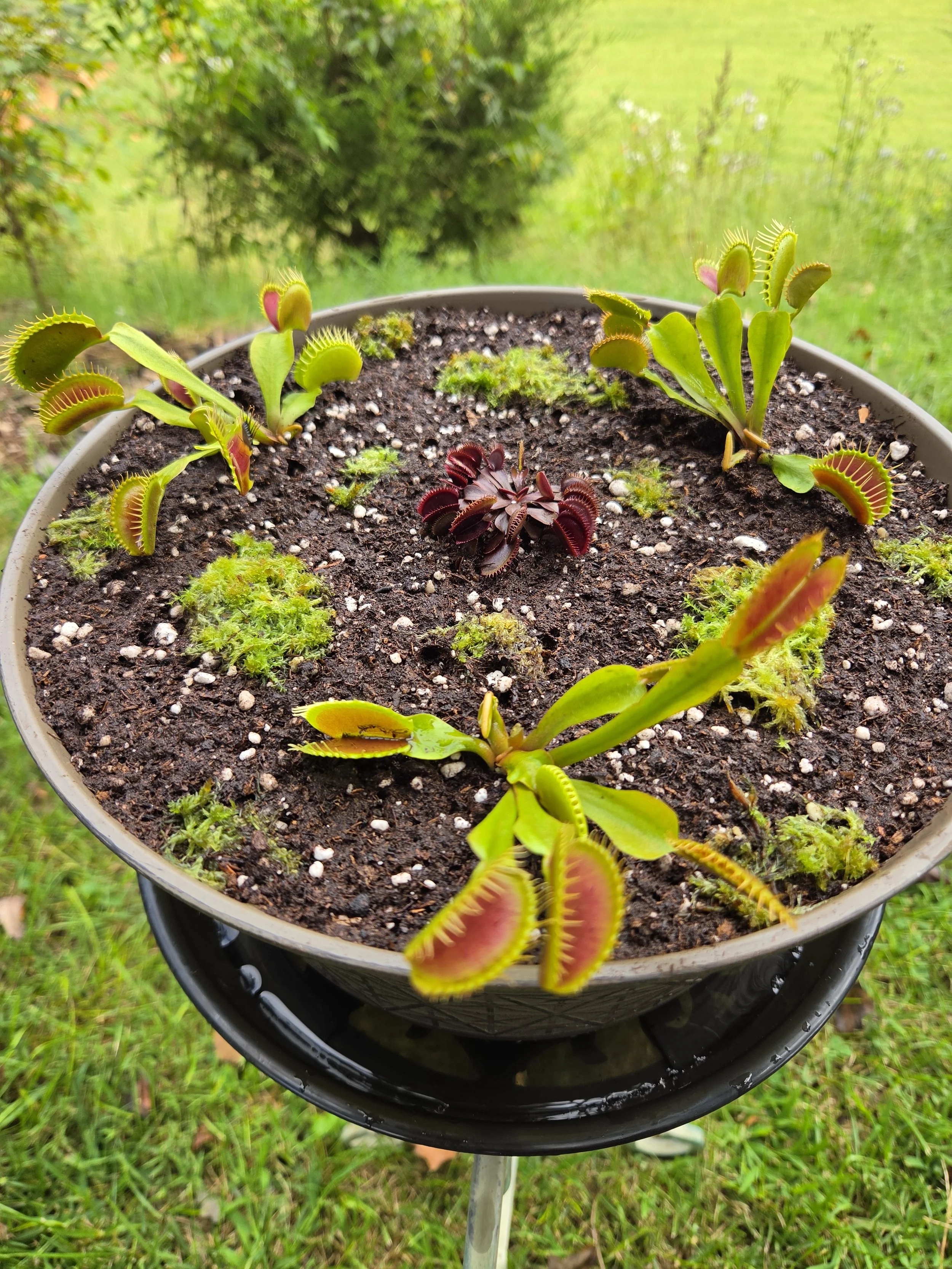 Flytrap Bog Kit