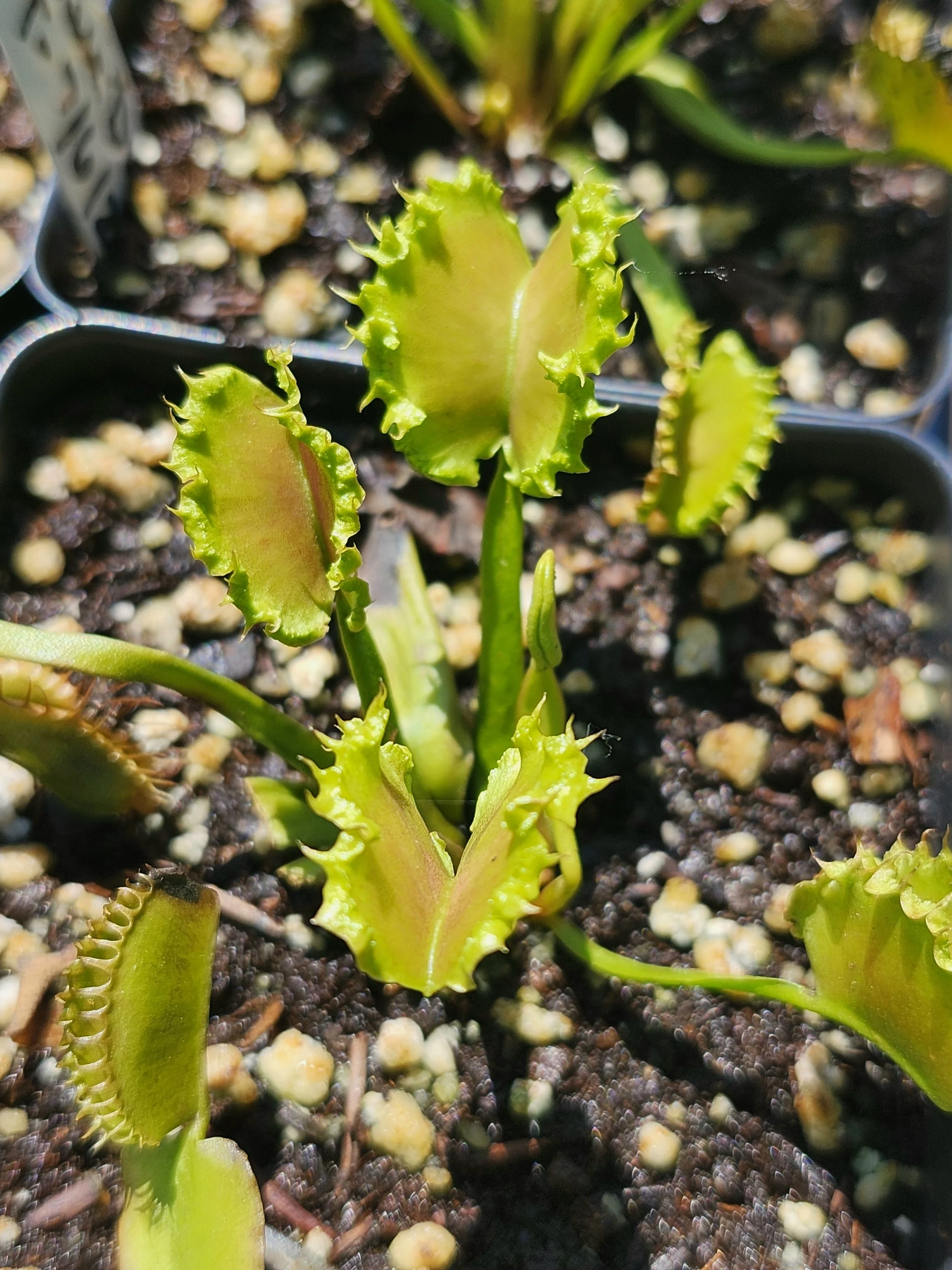 Venus Flytrap 'Chinese Dumpling'