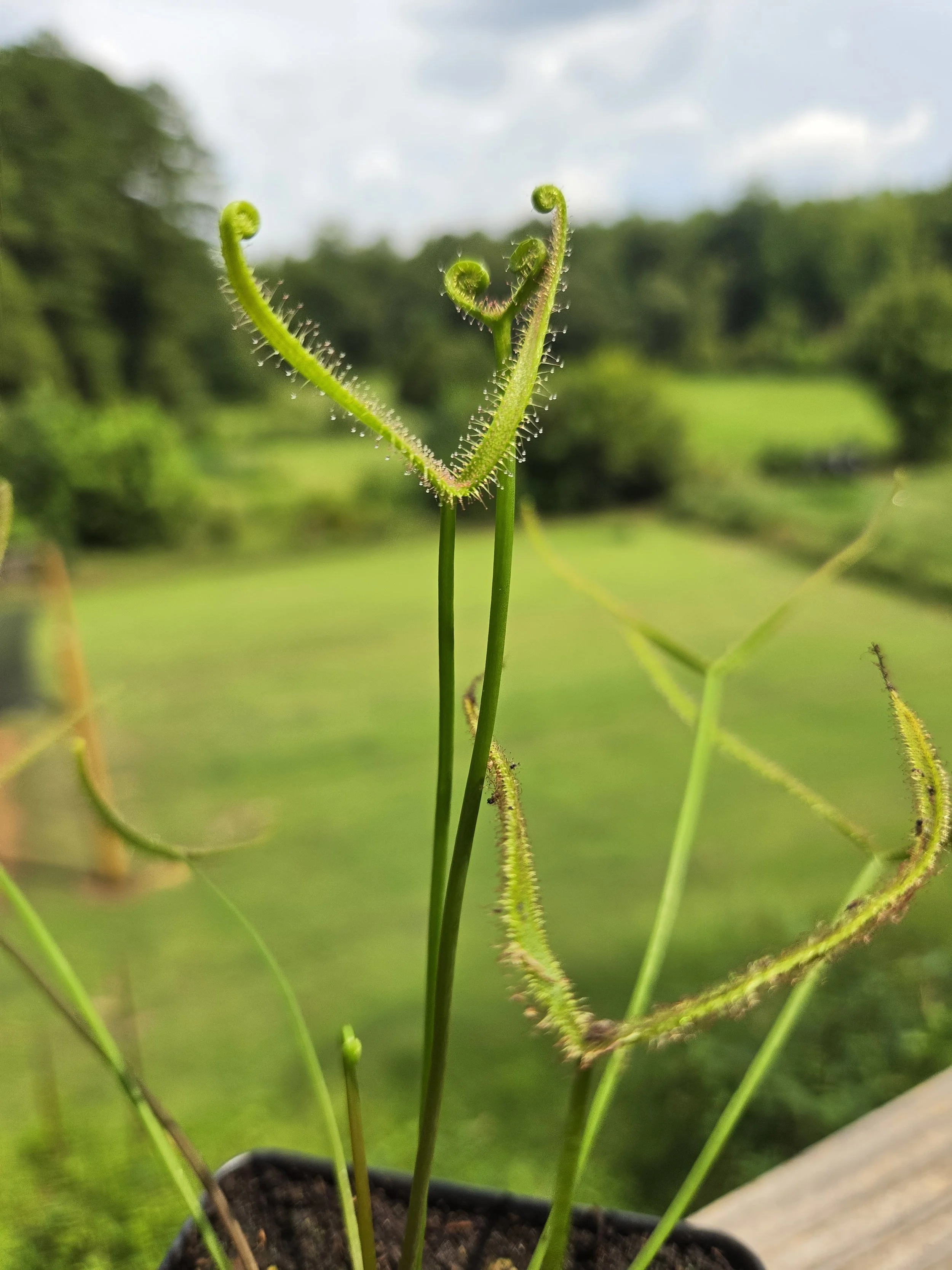 Drosera binata "Fork Leaf Sundew"