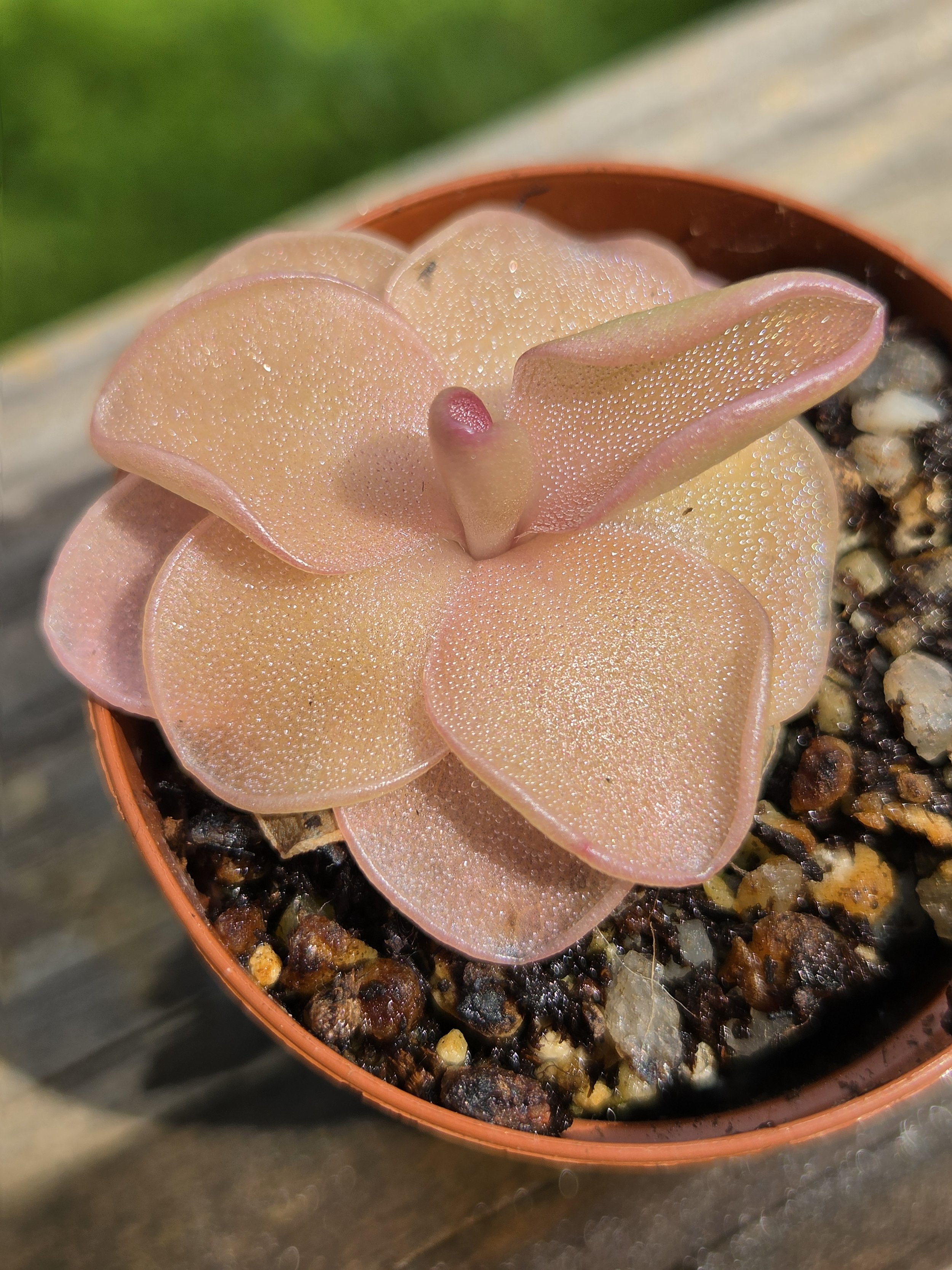 Pinguicula weser
