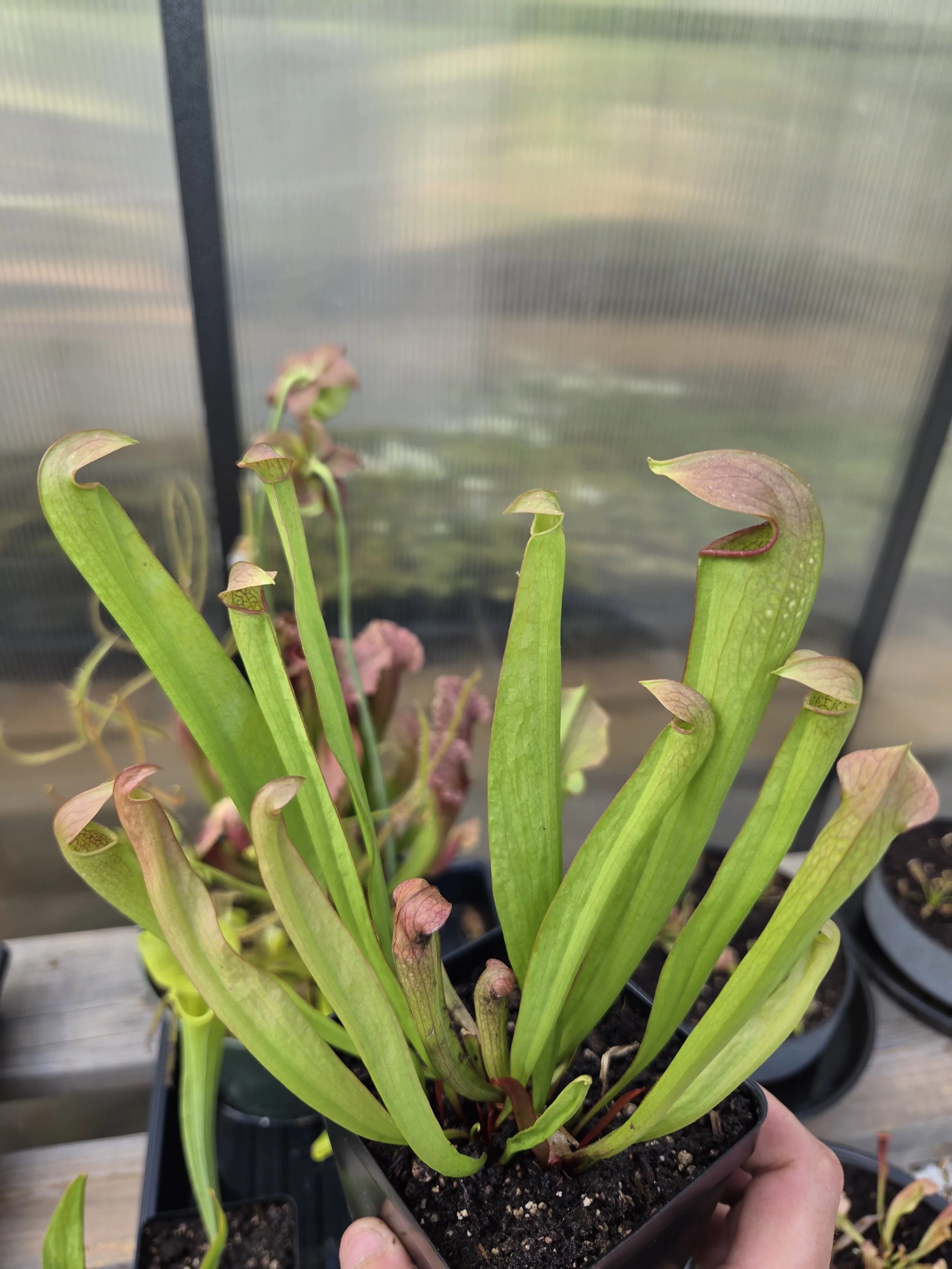 Sarracenia minor
