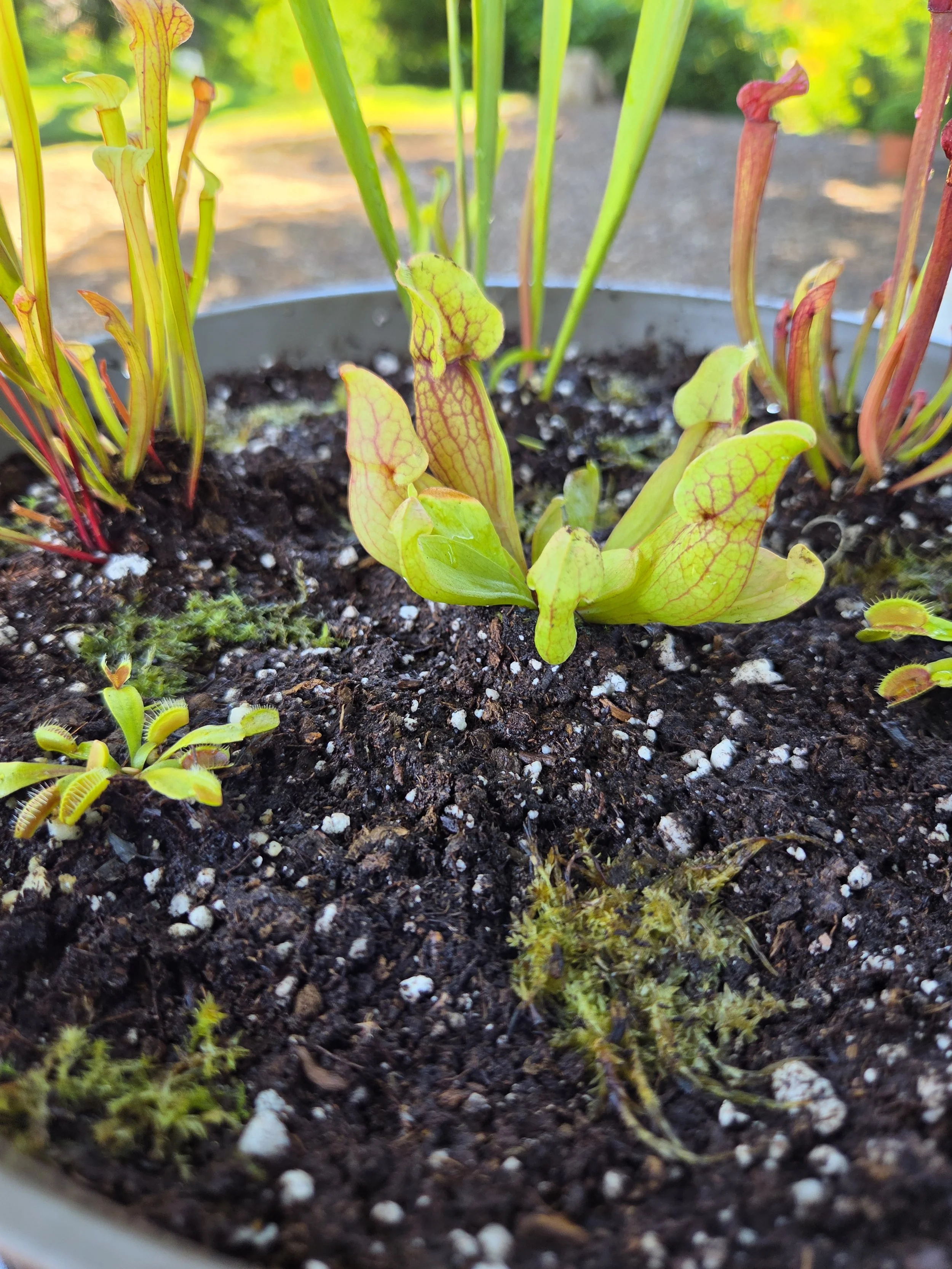 Close-up of a potted pitcher plant with green and red leaves growing in dark soil outdoors.
