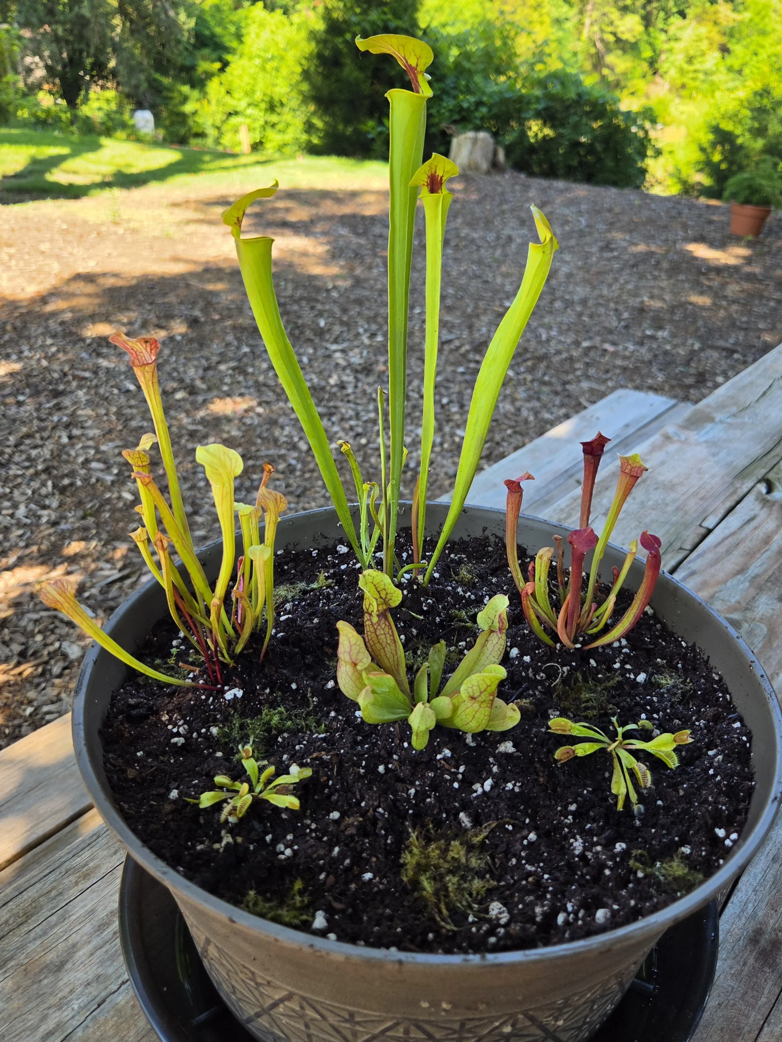 Pitcher Plant Bog Kit