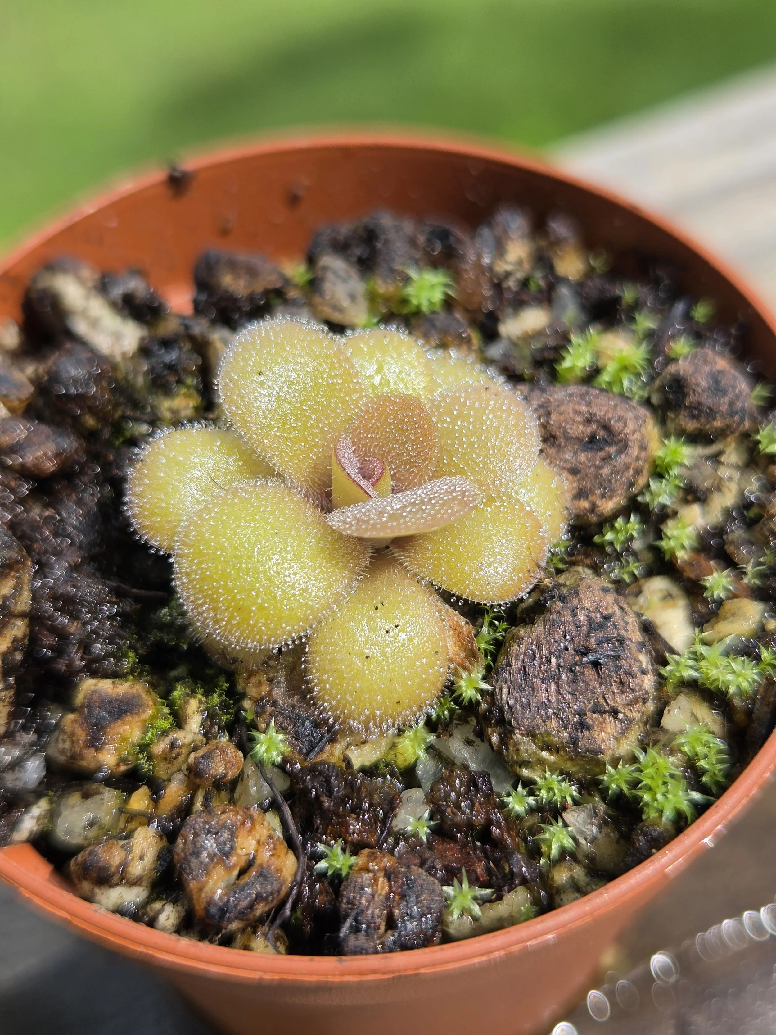 Pinguicula guatemala