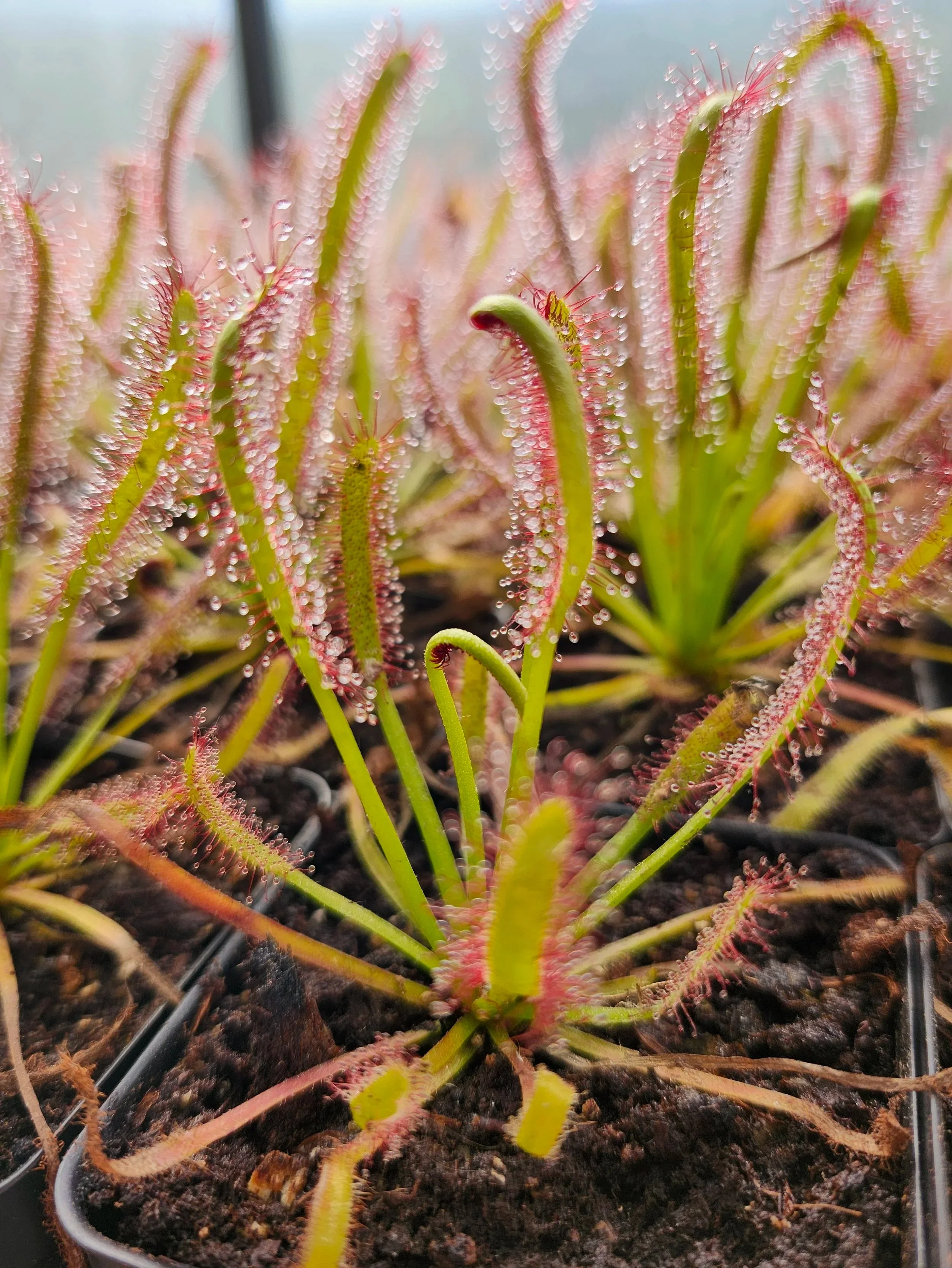 Capensis.jpg