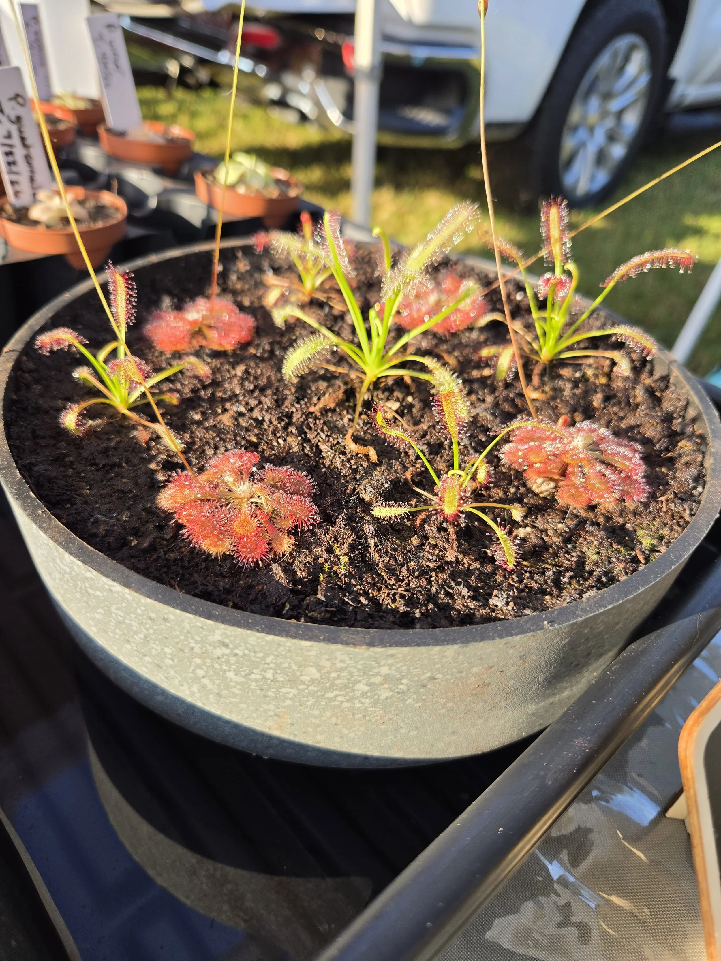Sundew Bog Kit