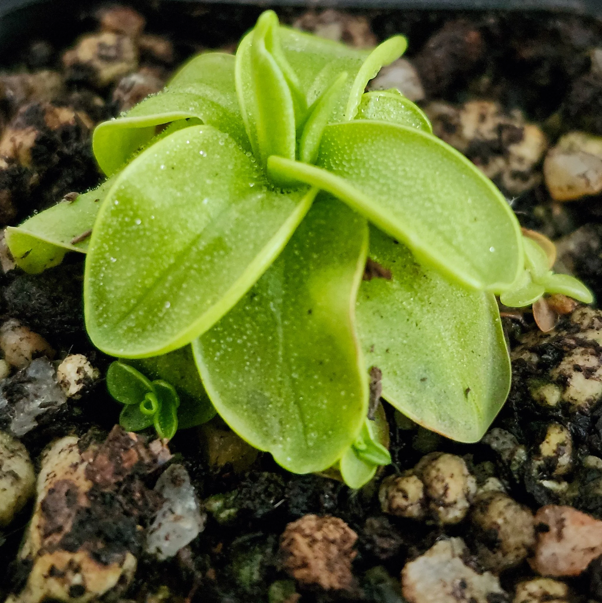 Pinguicula primuliflora