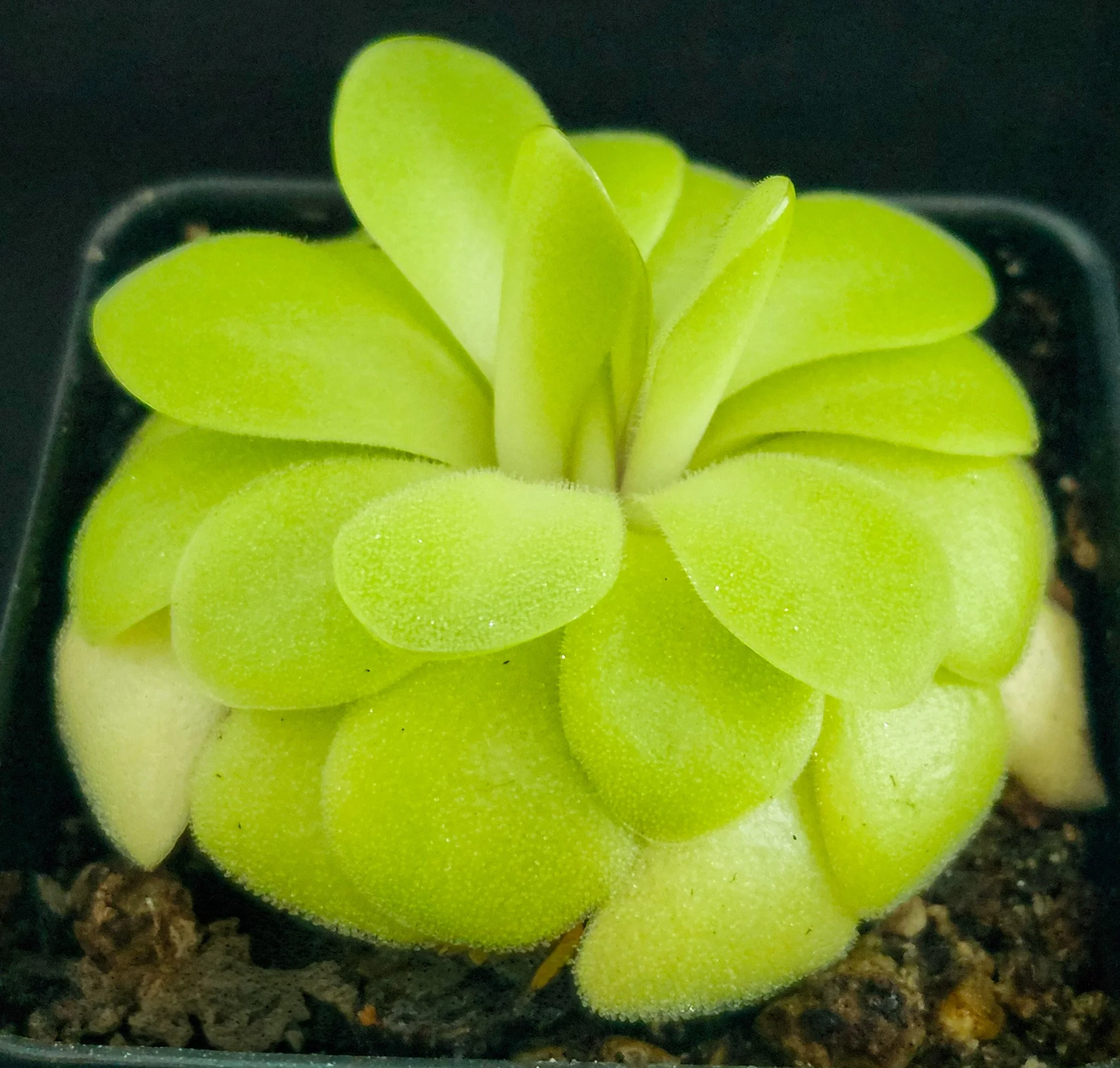 Pinguicula agnata 'Potosiensis'
