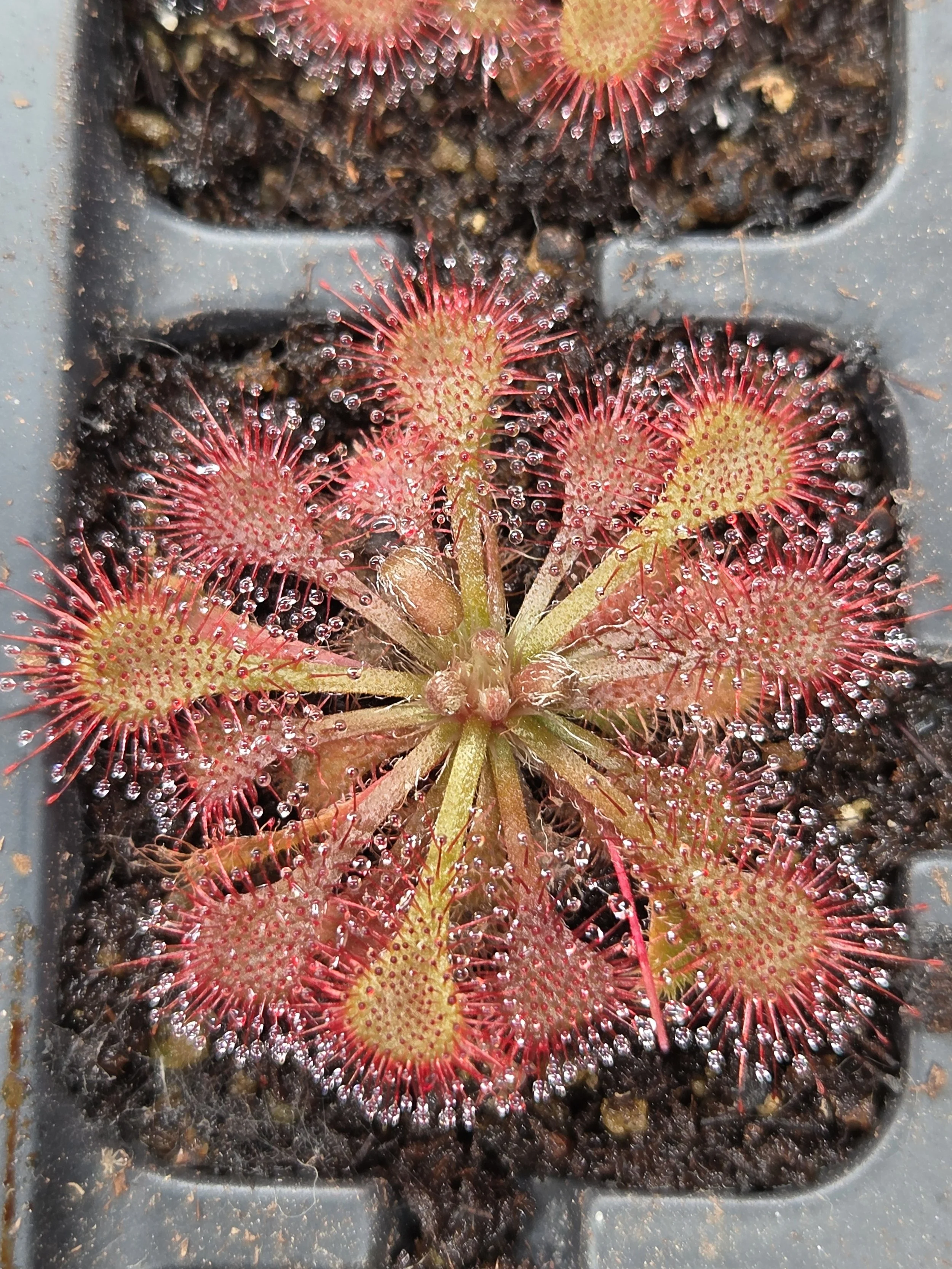 Drosera tokaiensis "Toka Sundew"