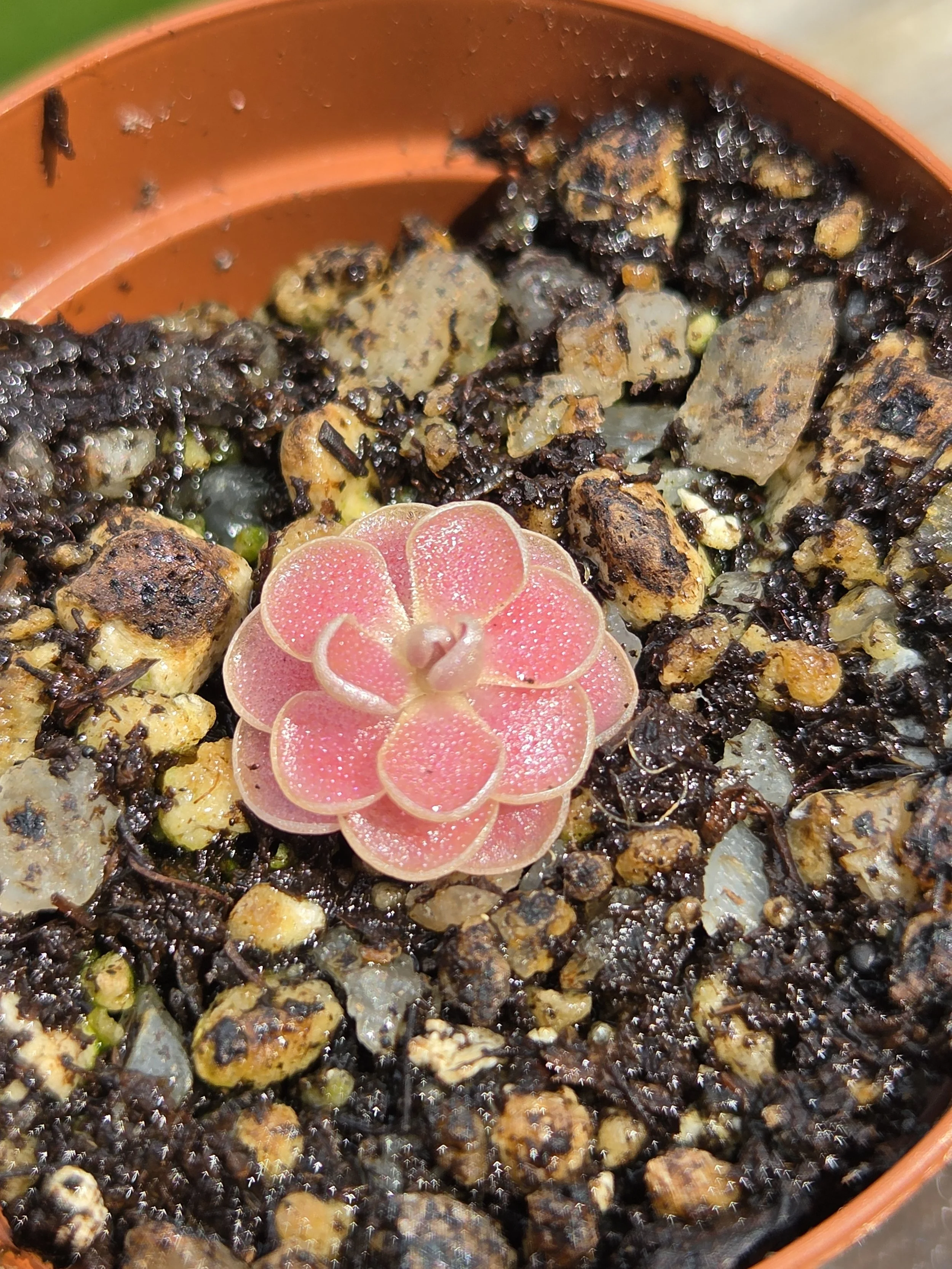 Pinguicula florian
