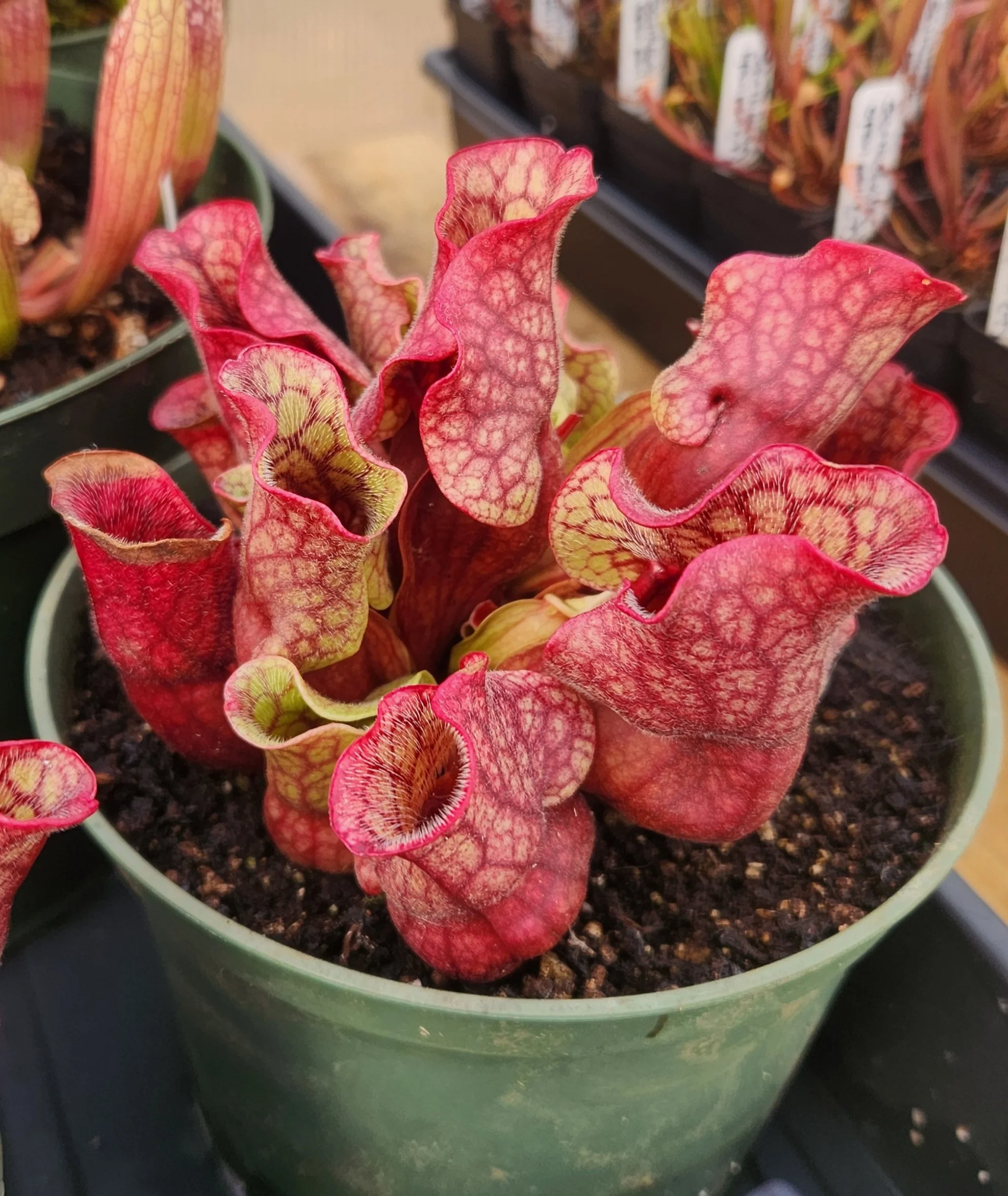 Sarracenia purpurea ssp. venosa