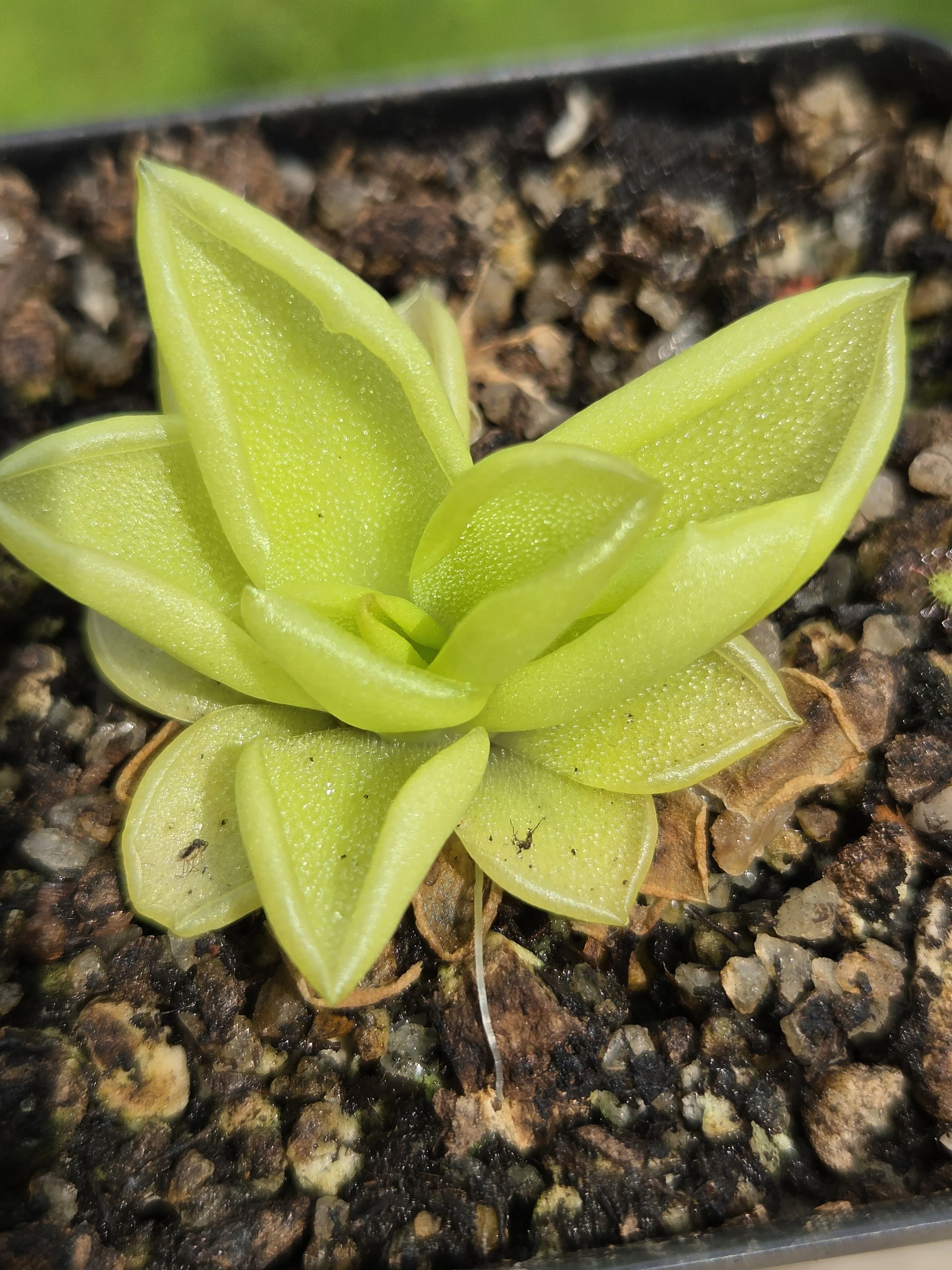 Pinguicula moranensis var. caudata