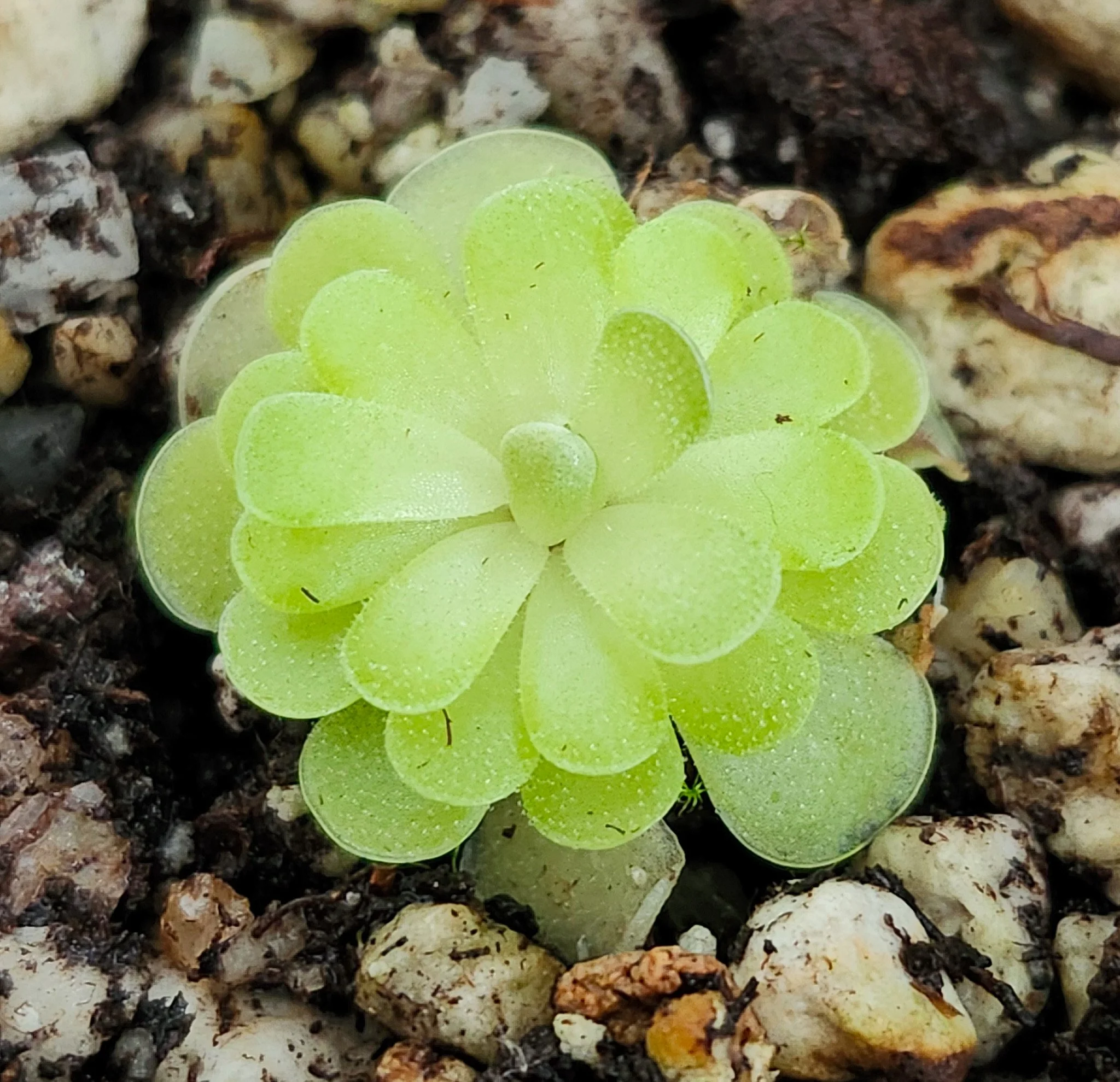 Ehlersiae cotton candy.jpg