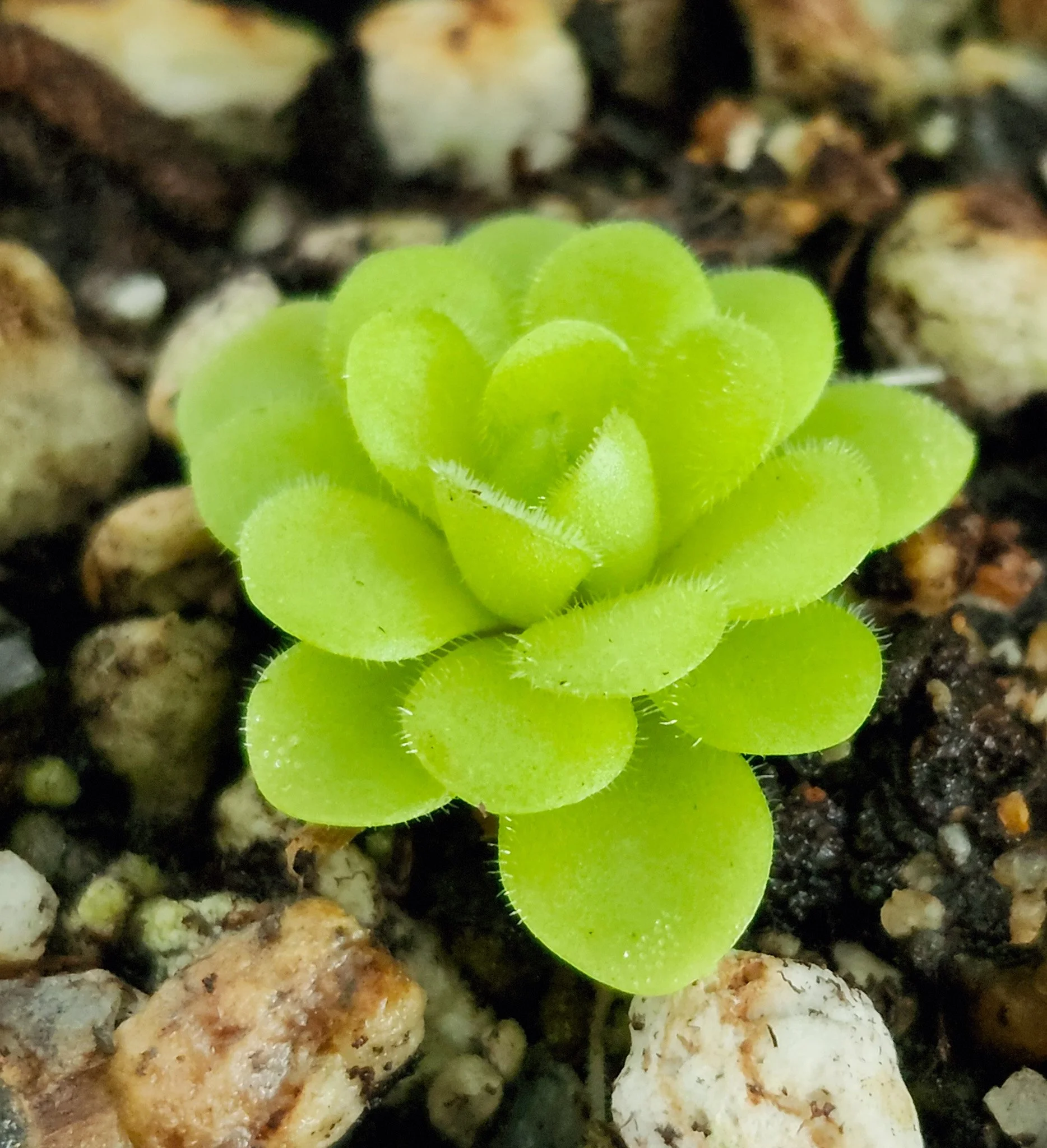Pinguicula pirouette