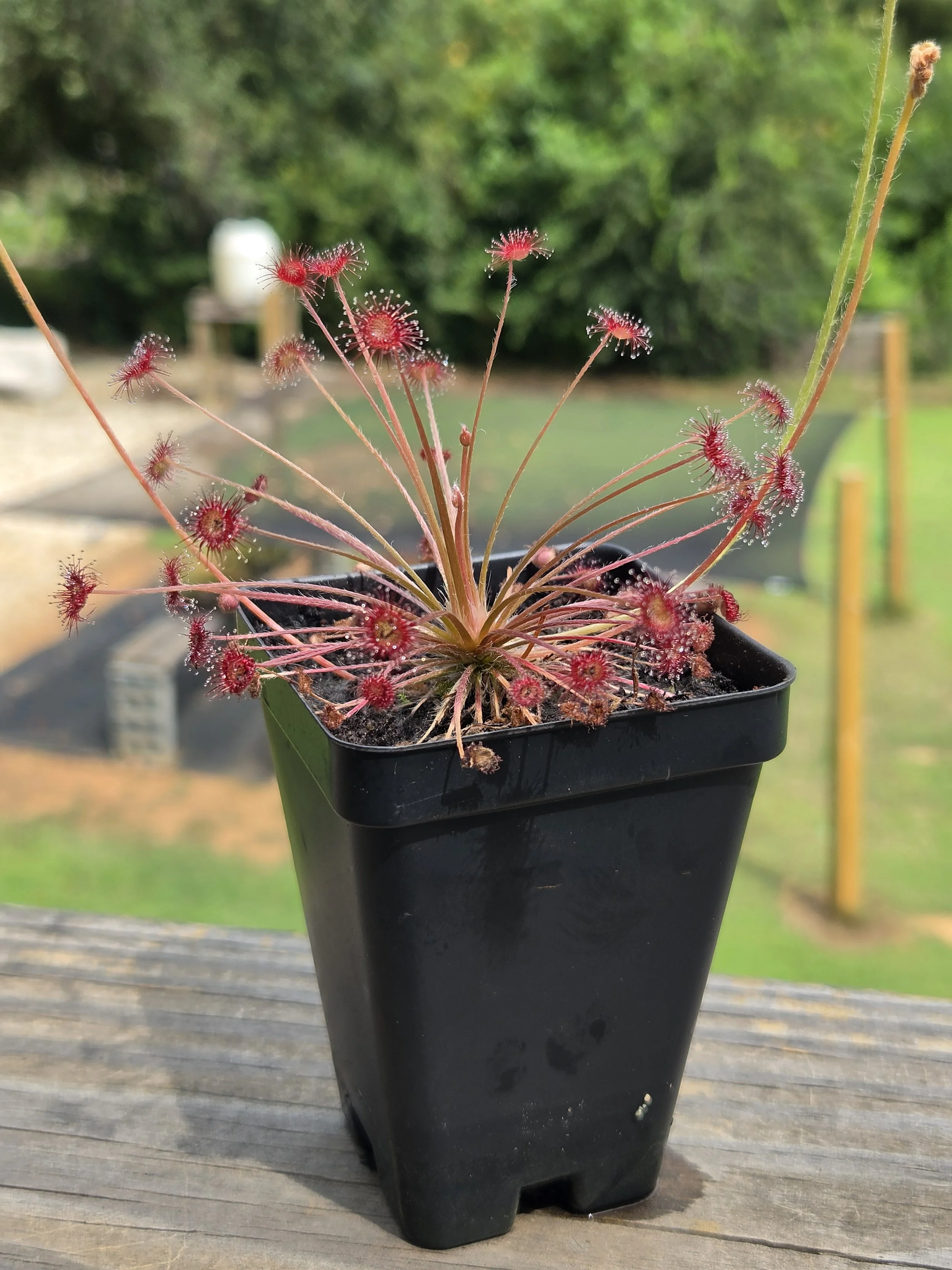 Drosera paradoxa "Paradoxa Sundew"