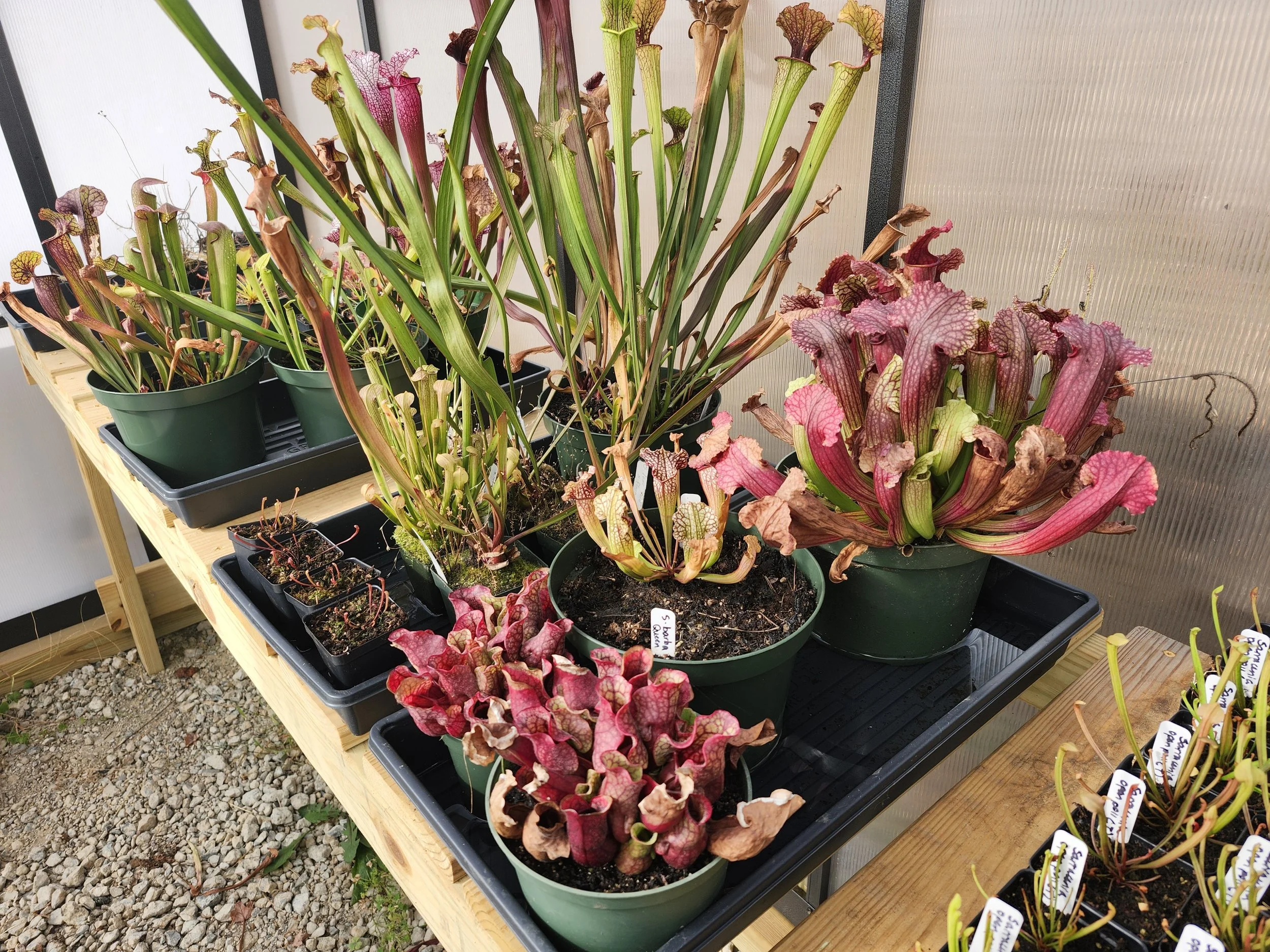 American pitcher plants in a greenhouse