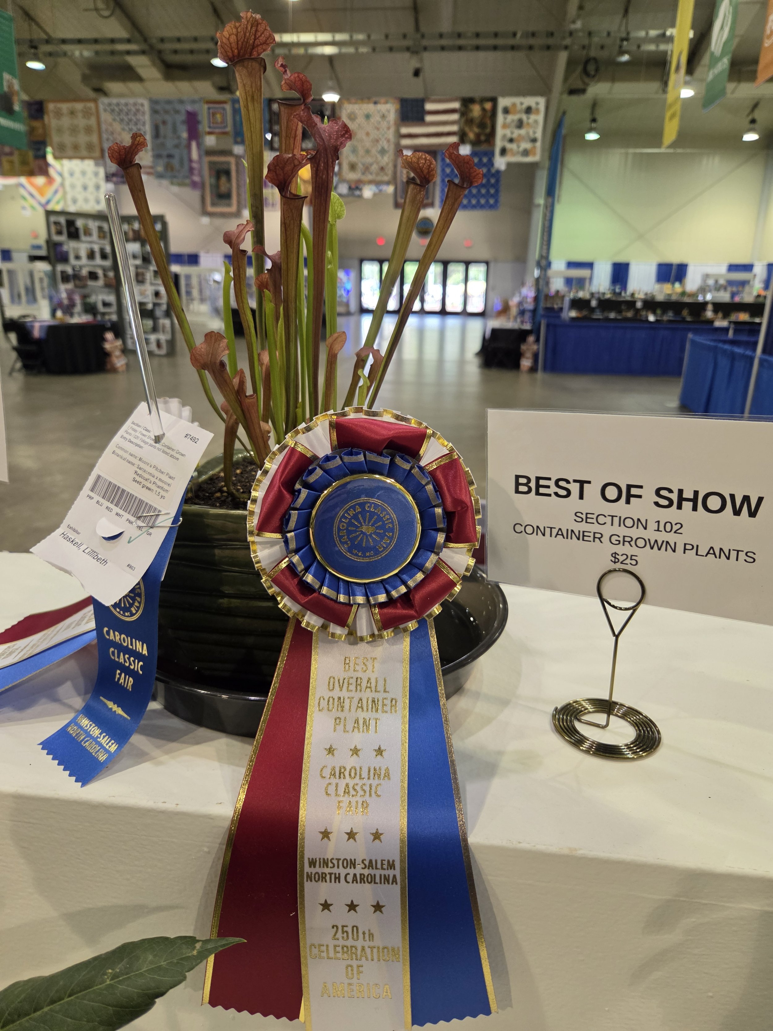 A potted plant with tall, reddish-brown and green flowers displayed at a fair. The plant has won multiple awards, including 'Best Overall Container Plant' and '250th Celebration of America,' as indicated by ribbons attached to the plant. The background shows an indoor space with quilts hanging from the ceiling and various display booths.