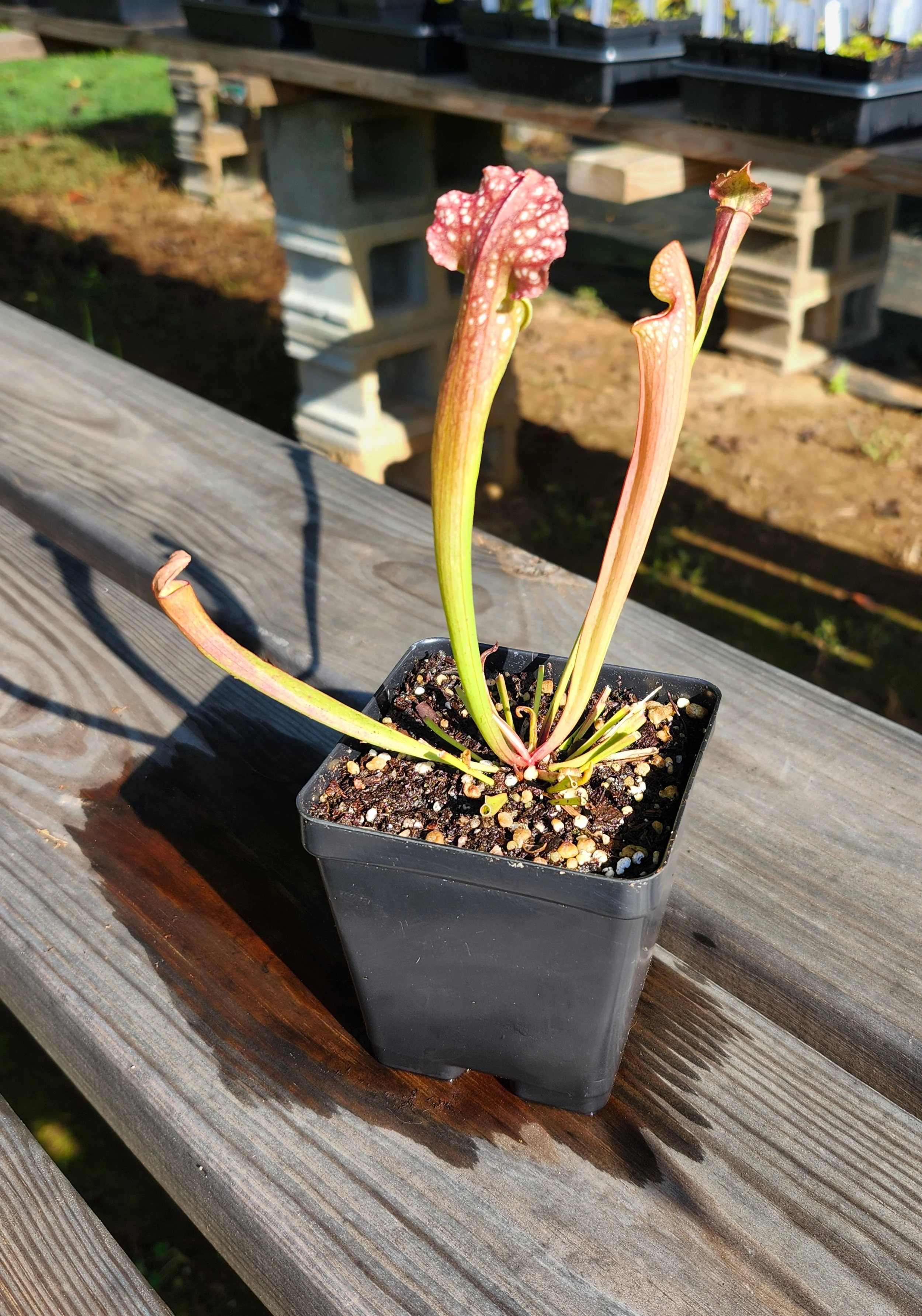 Sarracenia × farnhamii