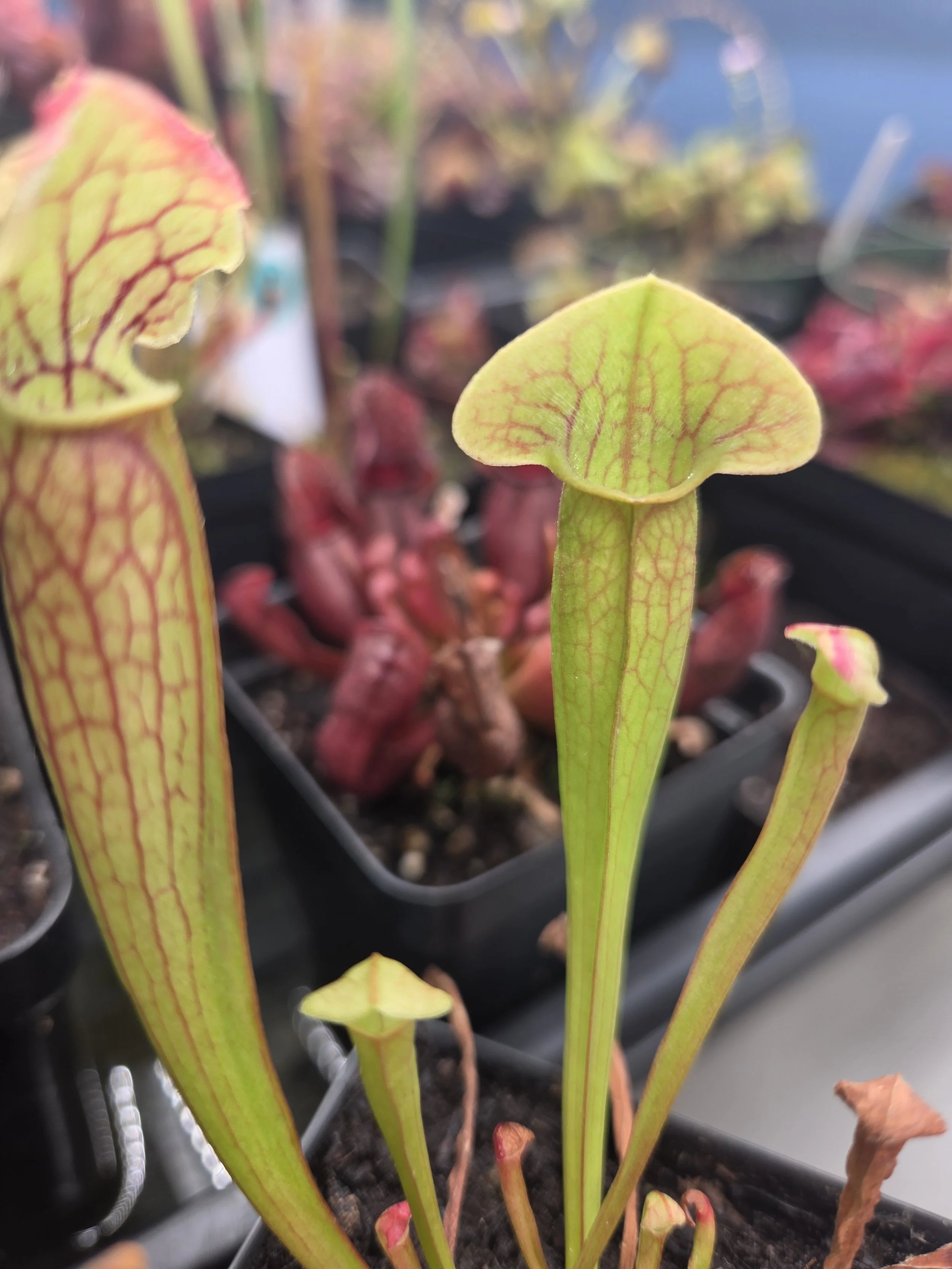 Sarracenia x Barba Green
