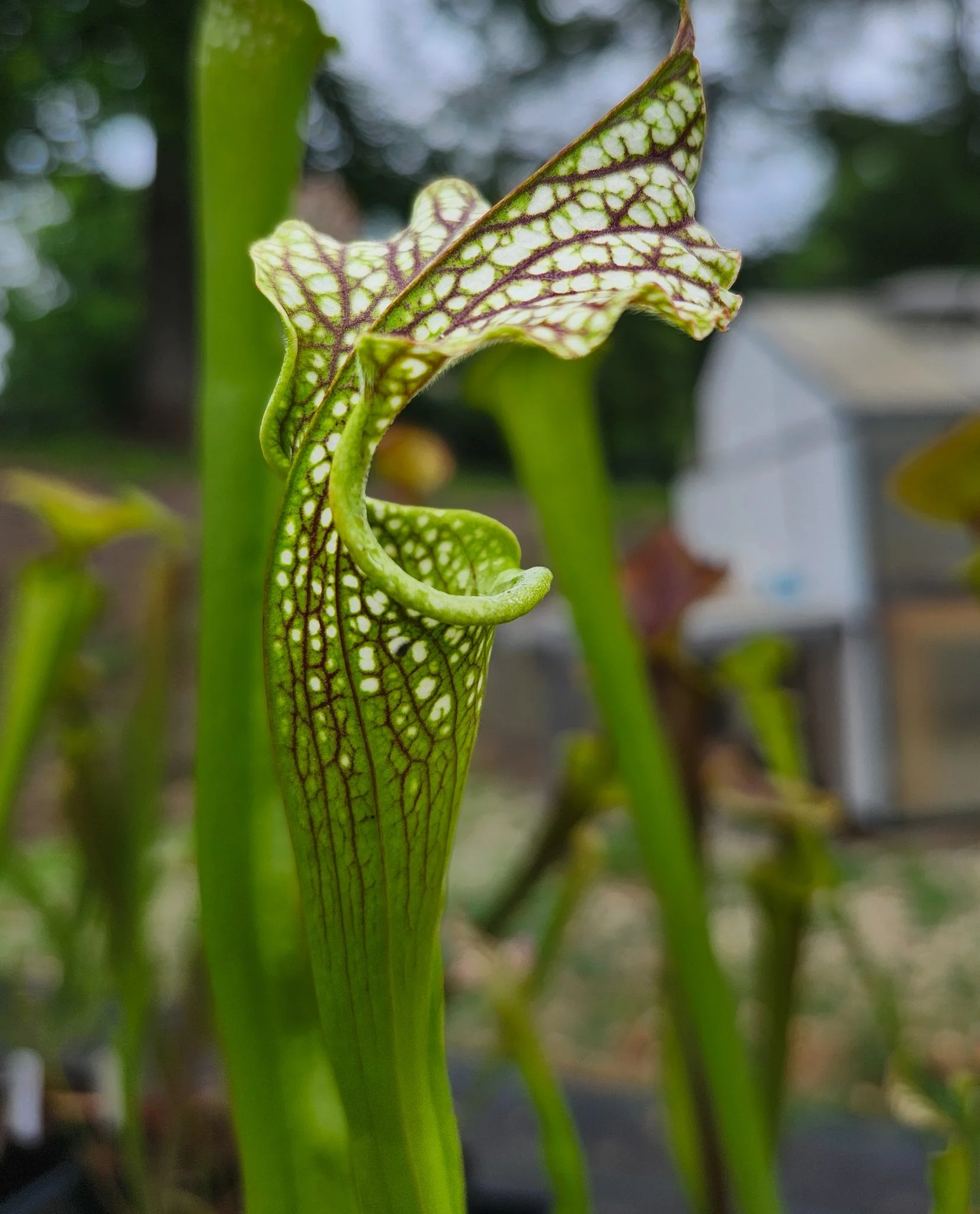 Sarracenia leucophylla