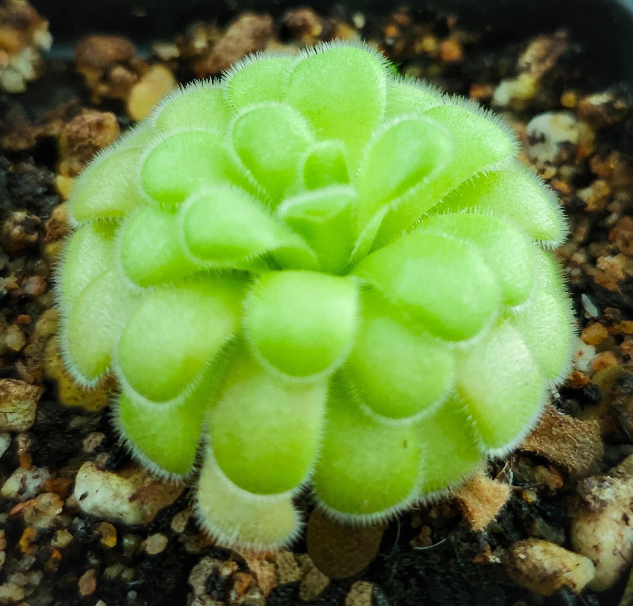 Pinguicula gypsicola x agnata