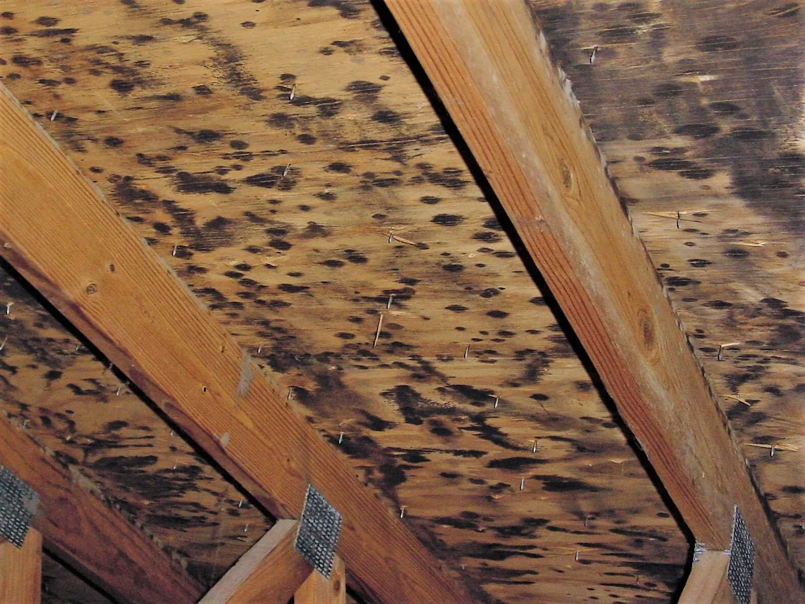 Professional attic mold remediation and plywood sheathing treatment in a Kelowna home.