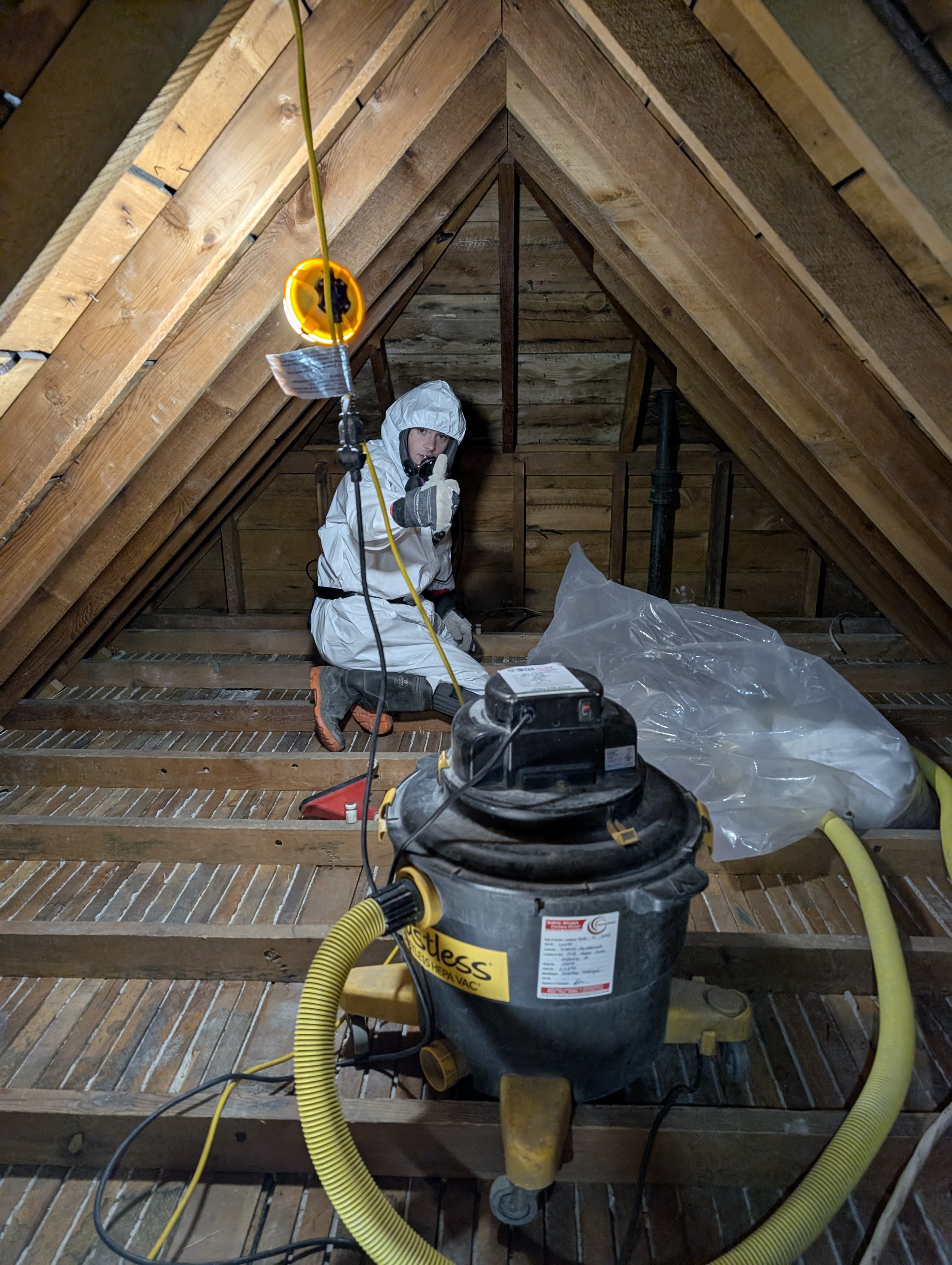 Sanitized attic timber after removing rodent urine soaked fiberglass insulation in Vernon