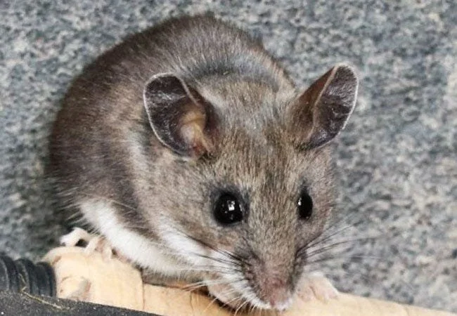 Close-up of a Deer Mouse (Peromyscus maniculatus), the primary carrier of Hantavirus in the Vernon and Kelowna regions.