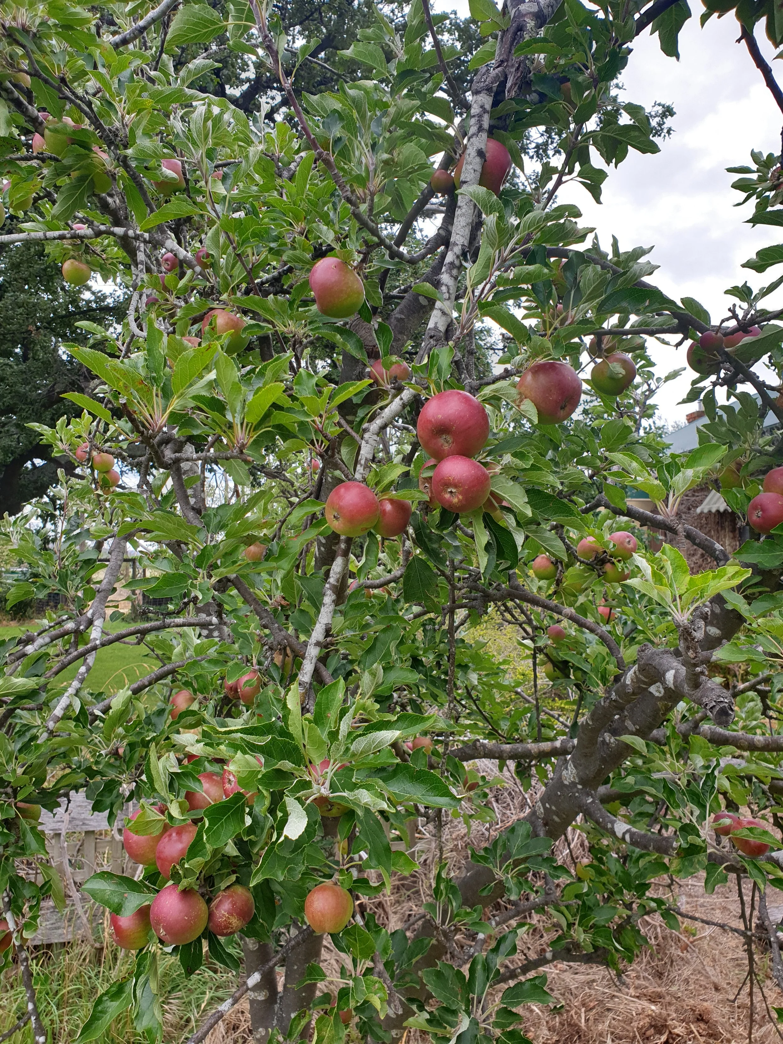 Project Four - Rock House Orchard.jpg
