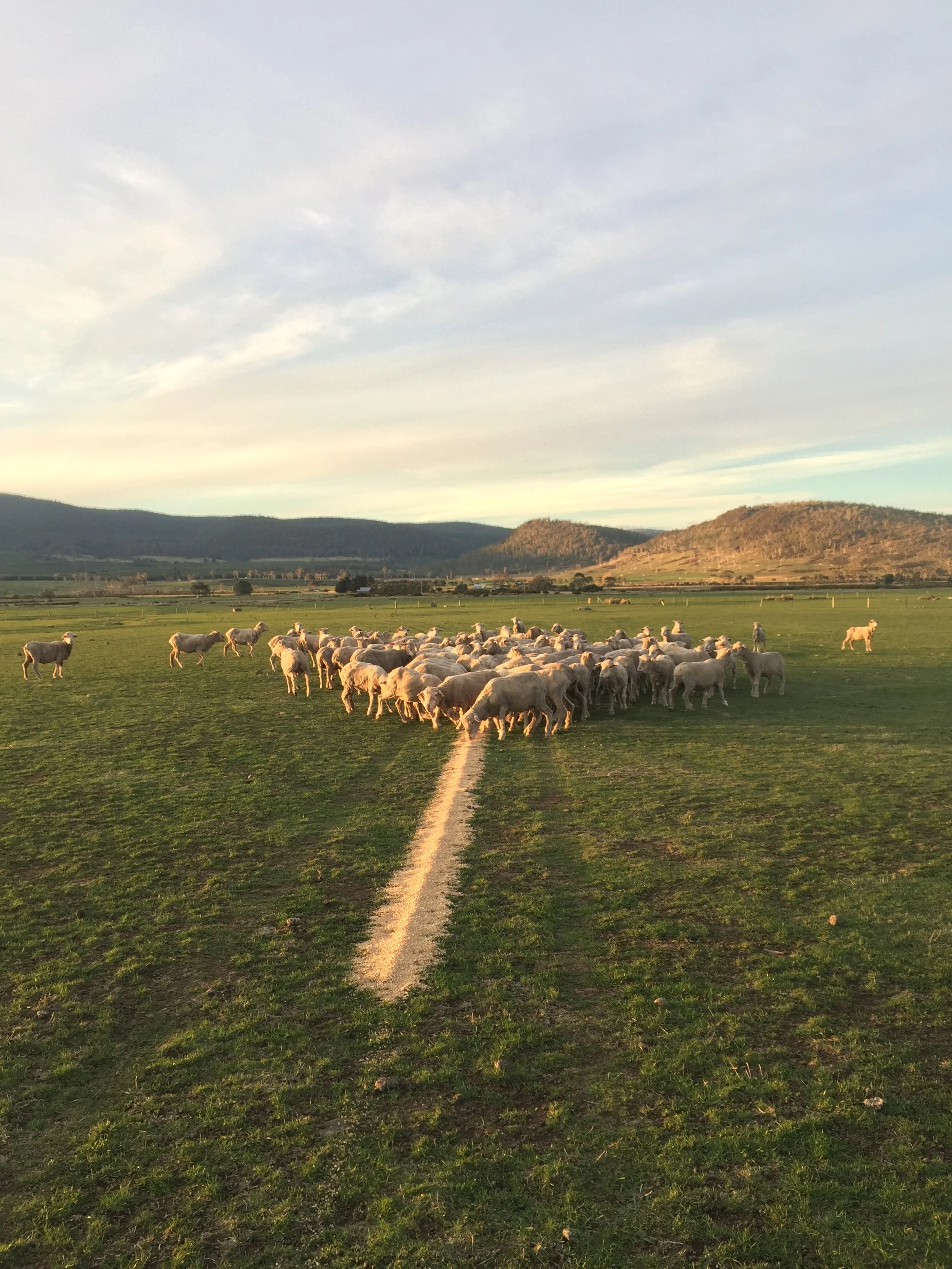 Project Four - Rock House Feeding Sheep 02.JPG