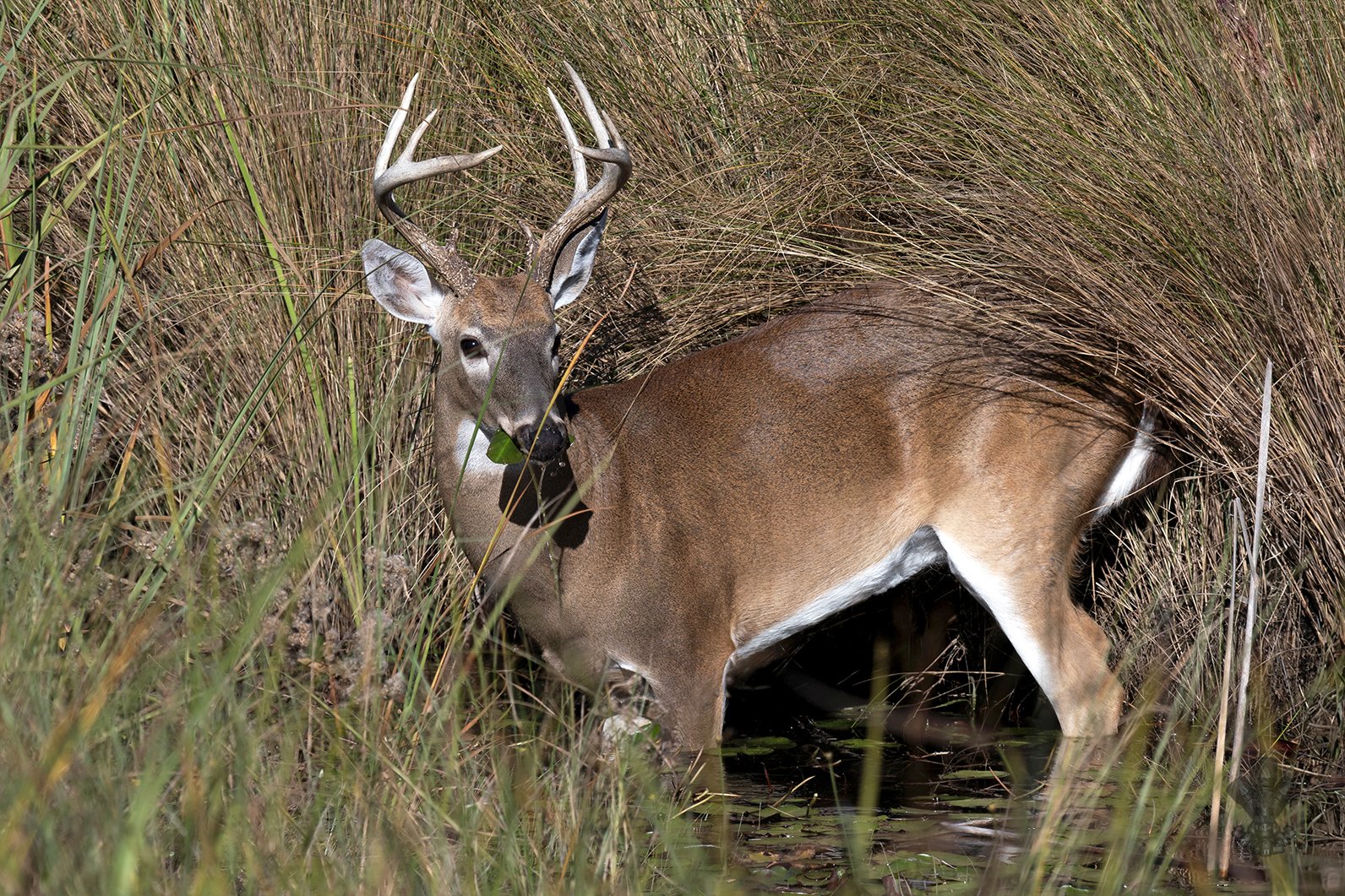 A 12-point buck deer.