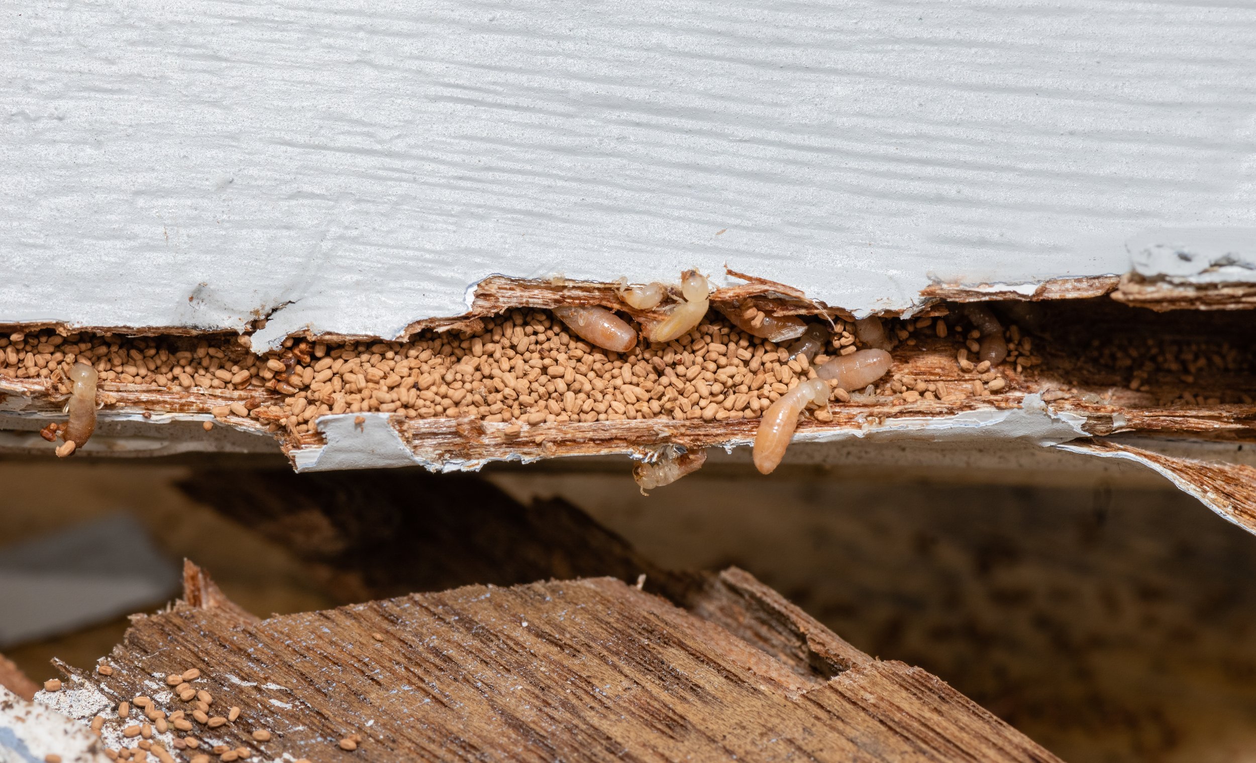 Termite damage to wood discovered during a WDI inspection
