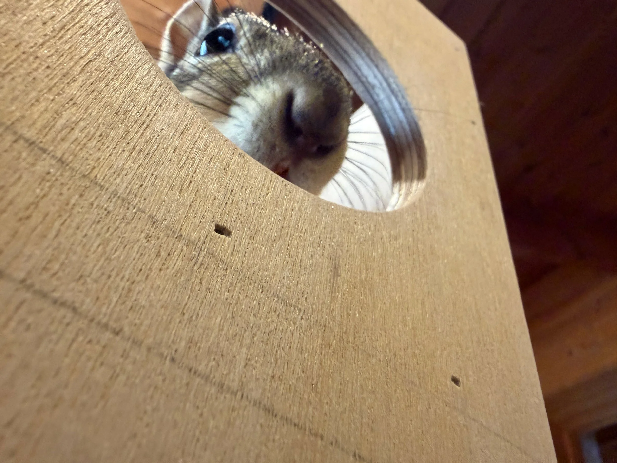 construction_with_banjo.jpeg