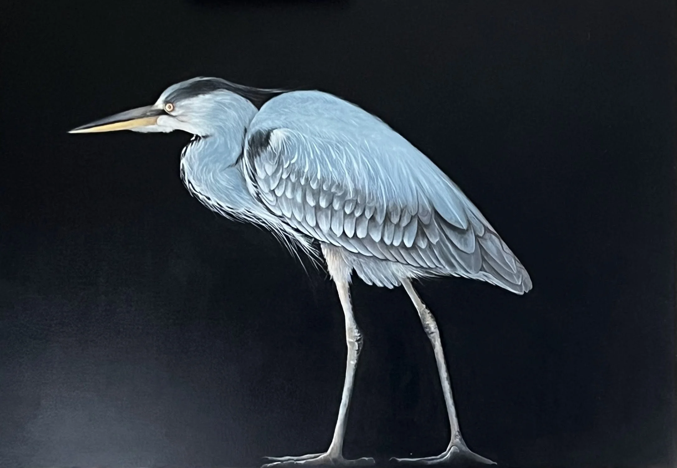 "Héron bleu" huile sur toile