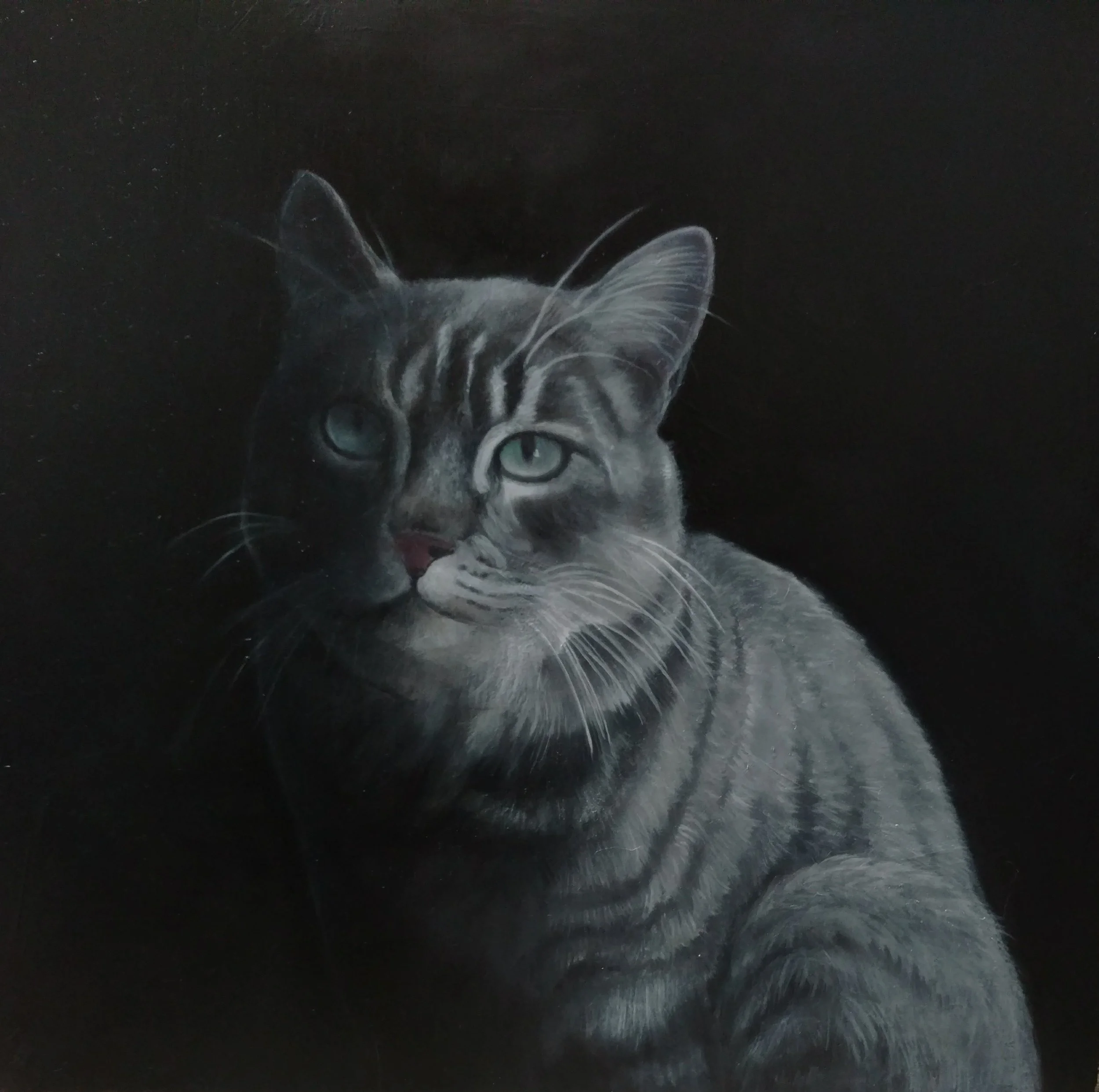 "Chat gris tigré" huile sur toile 40x40