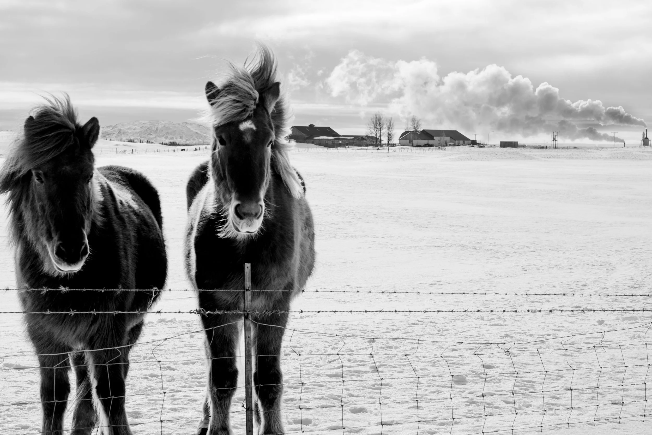 Why This Photo Exists: Icelandic Horses
