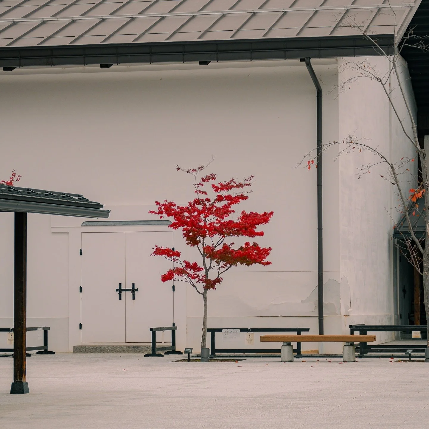 Some Autumnal leaves from Shirakawago🍁

#japan #japantrip #japantravel #japanlife #japanphoto #japanphotography #japanpic #japanautumn #autumnjapan #autumnleaves #autumncolors #autumnreds #shirakawa #shirakawago #travel #travelphotography #travelgra