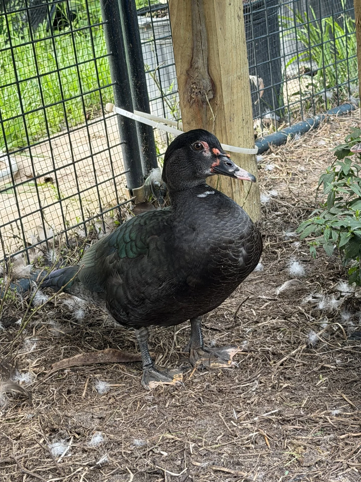 Muscovy Duck