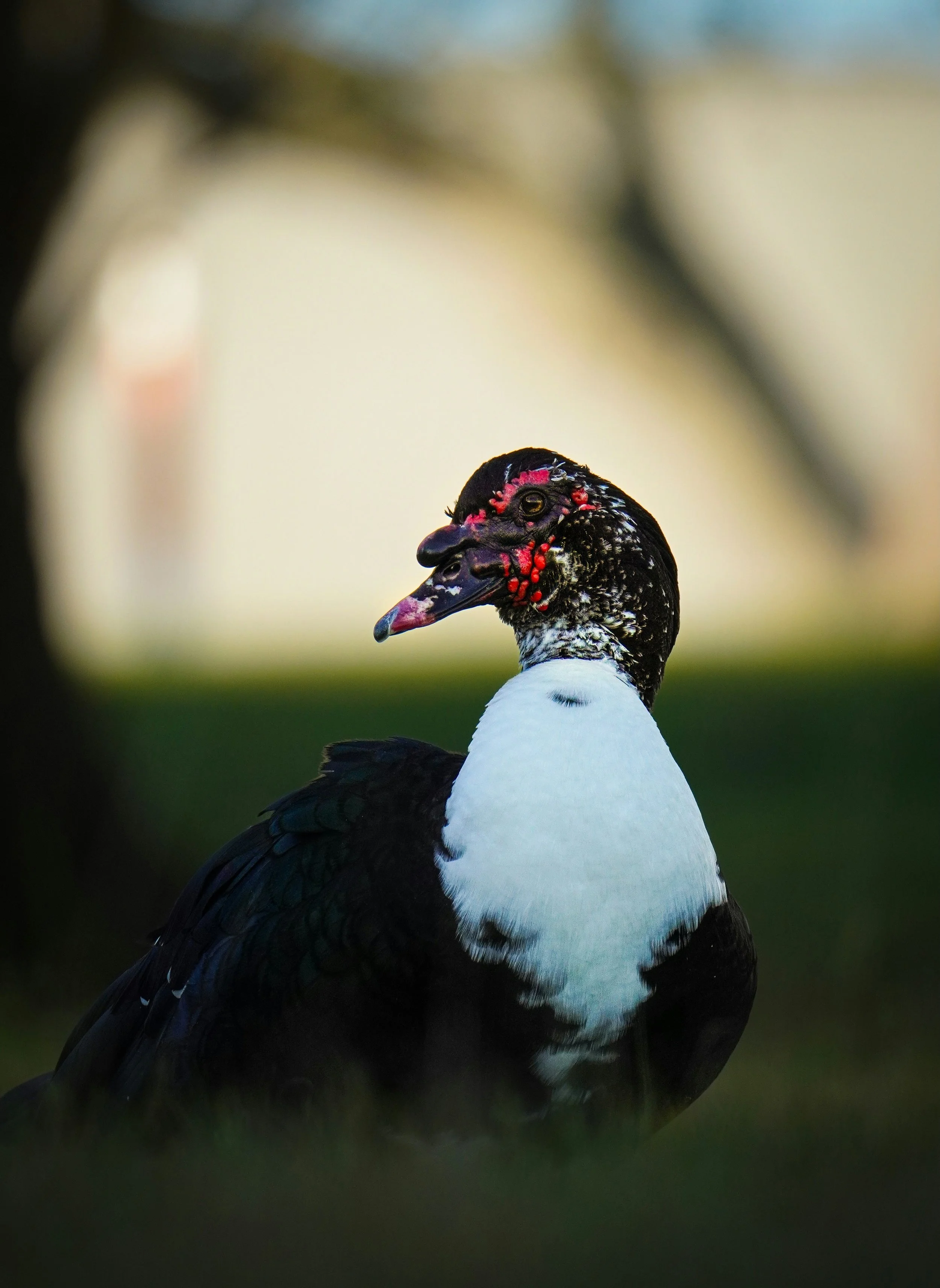 A close-up of a Muscovy duck with black and white feathers, red facial caruncles, and a dark beak, standing outdoors on grass with a blurred background.